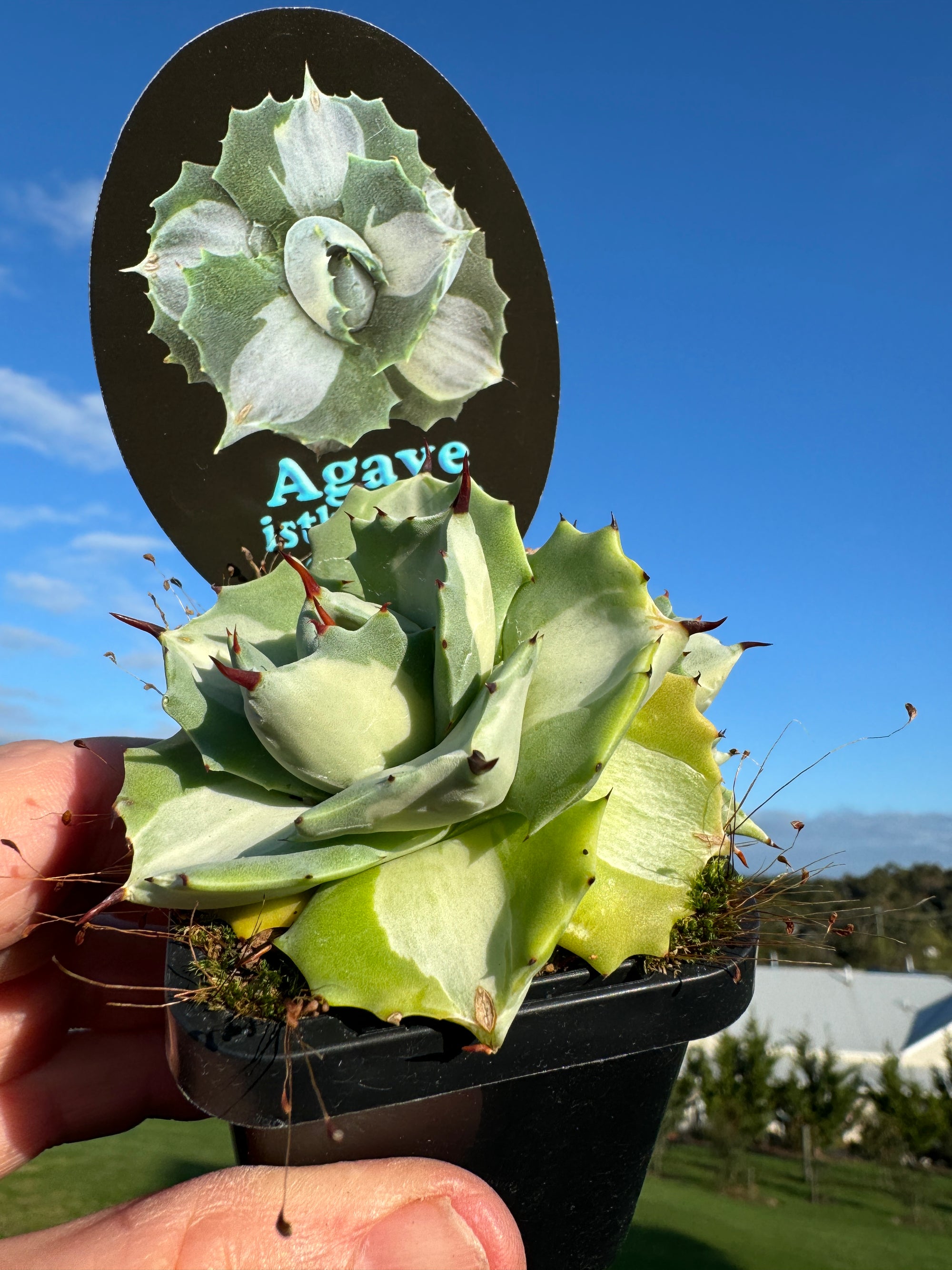 Agave isthmensis 'Oji Raijin'