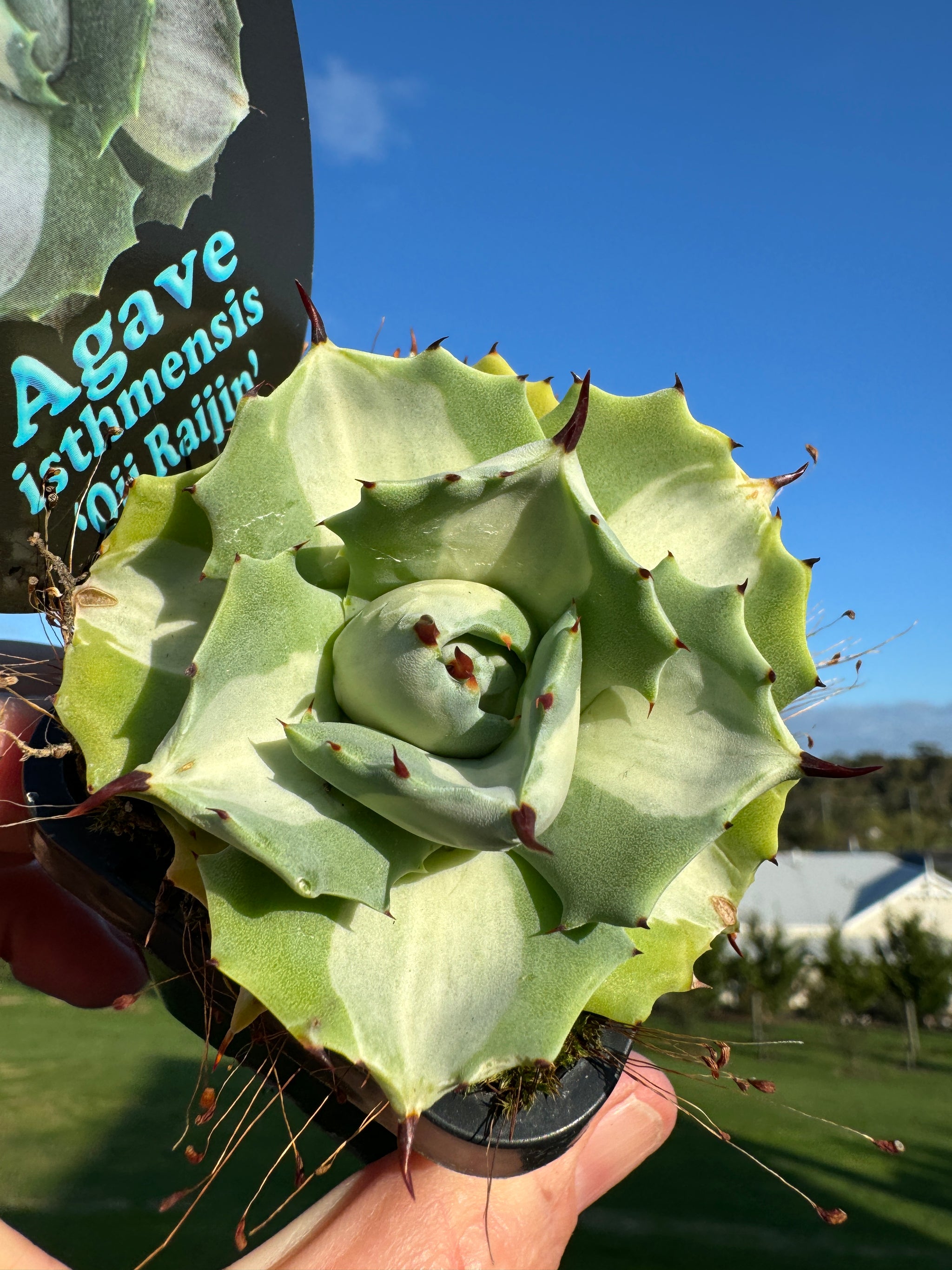 Agave isthmensis 'Oji Raijin'