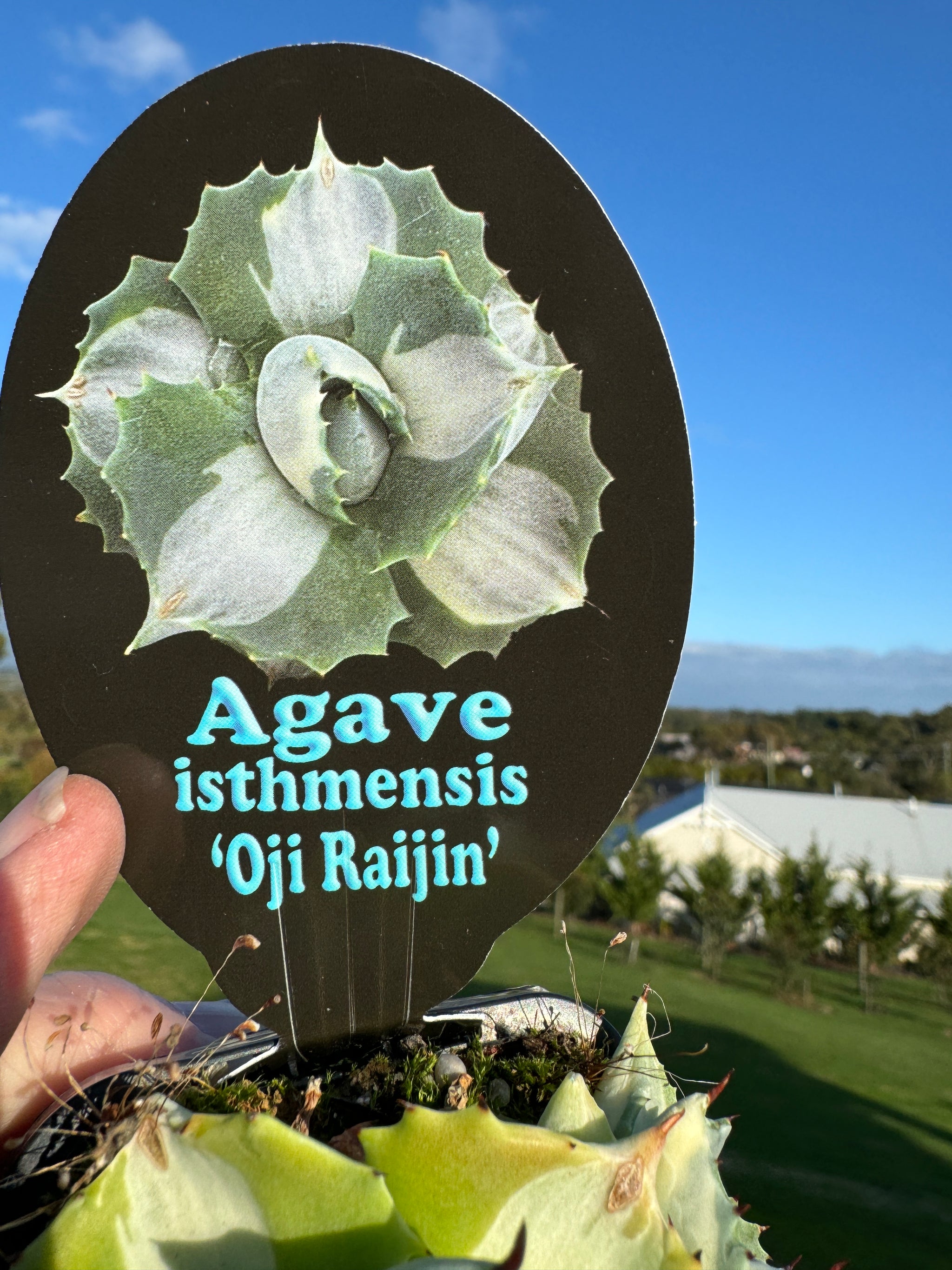 Agave isthmensis 'Oji Raijin'