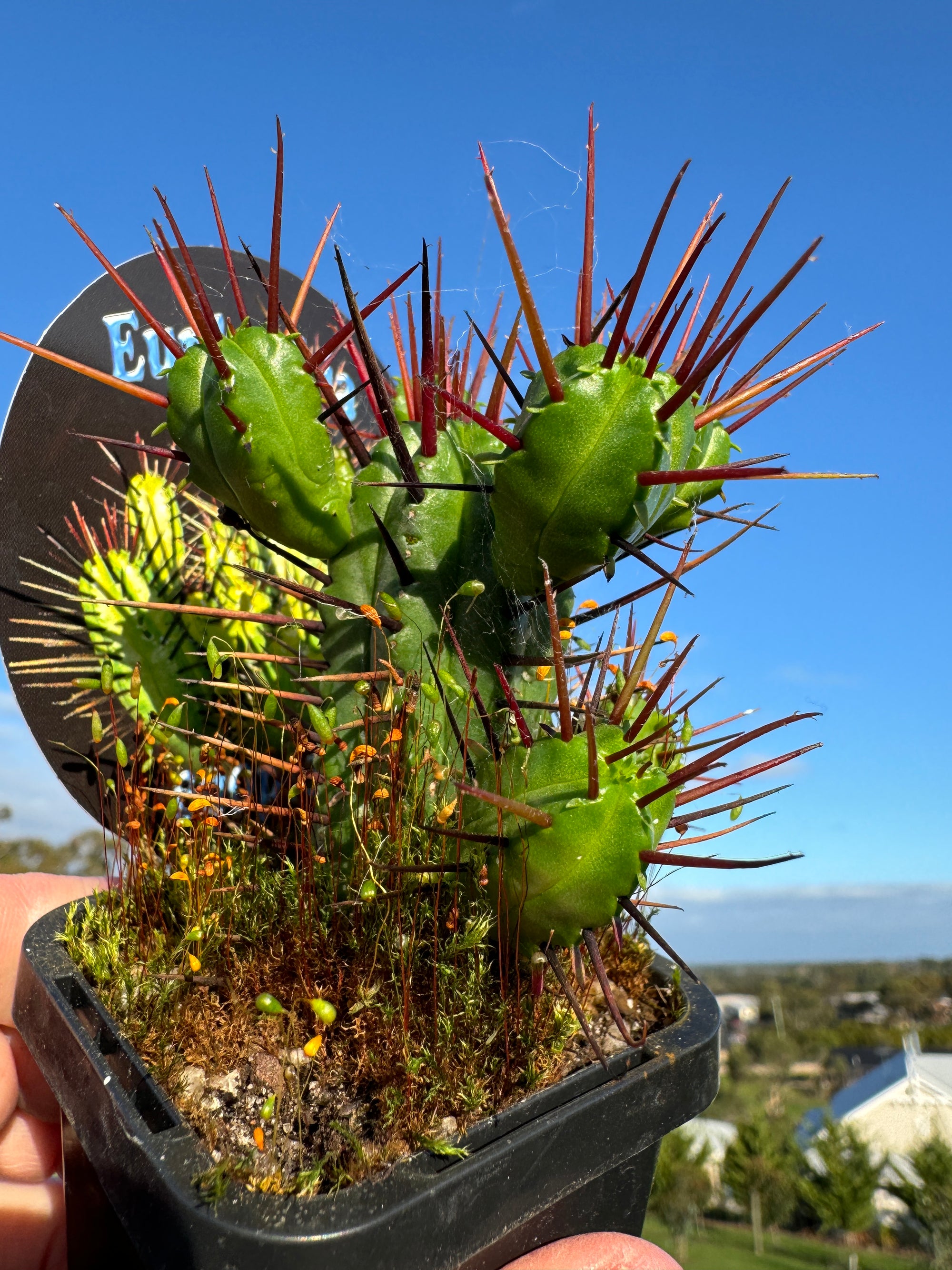 Euphorbia enopla - The Pincushion Spurge