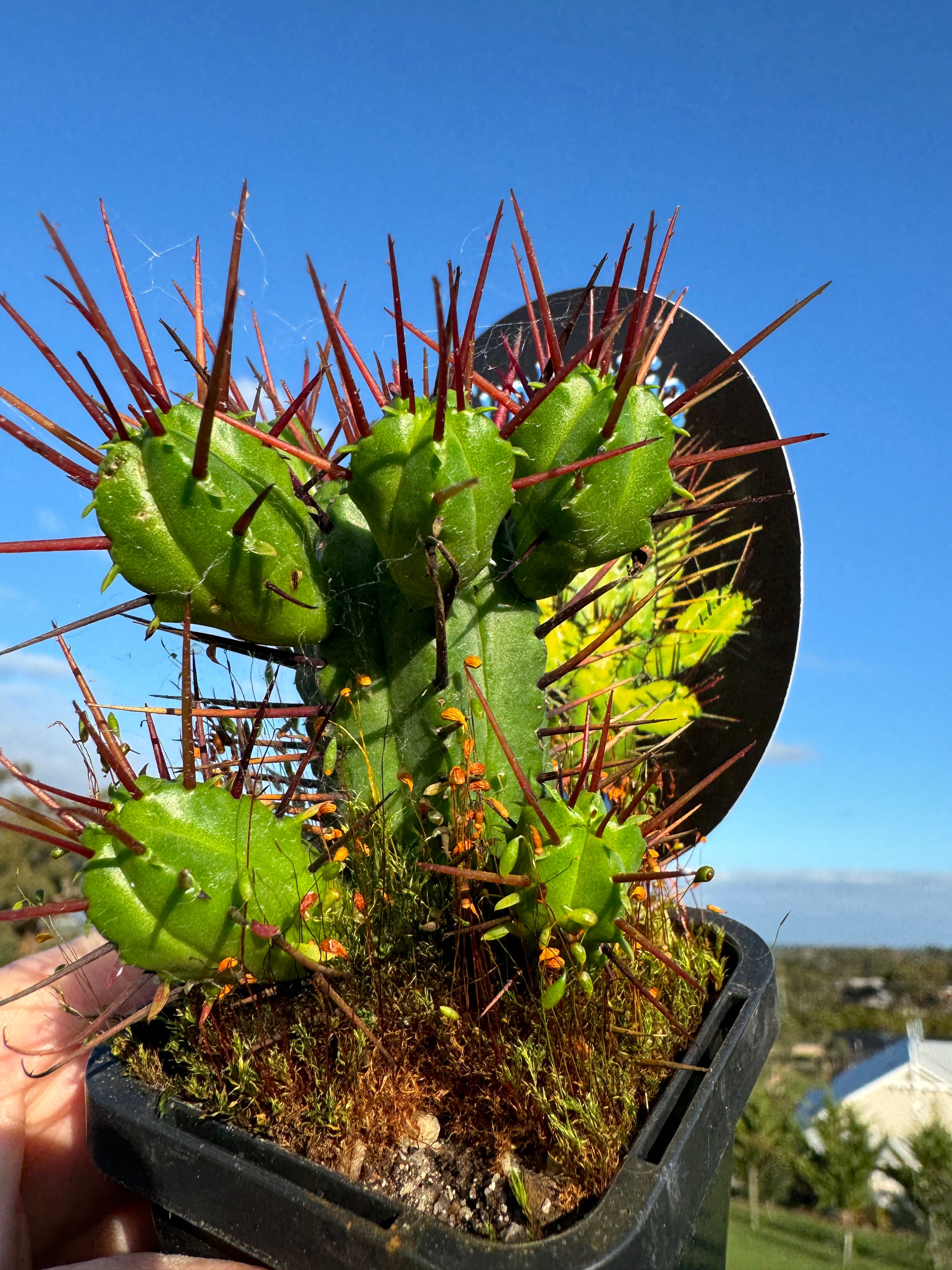 Euphorbia enopla - The Pincushion Spurge