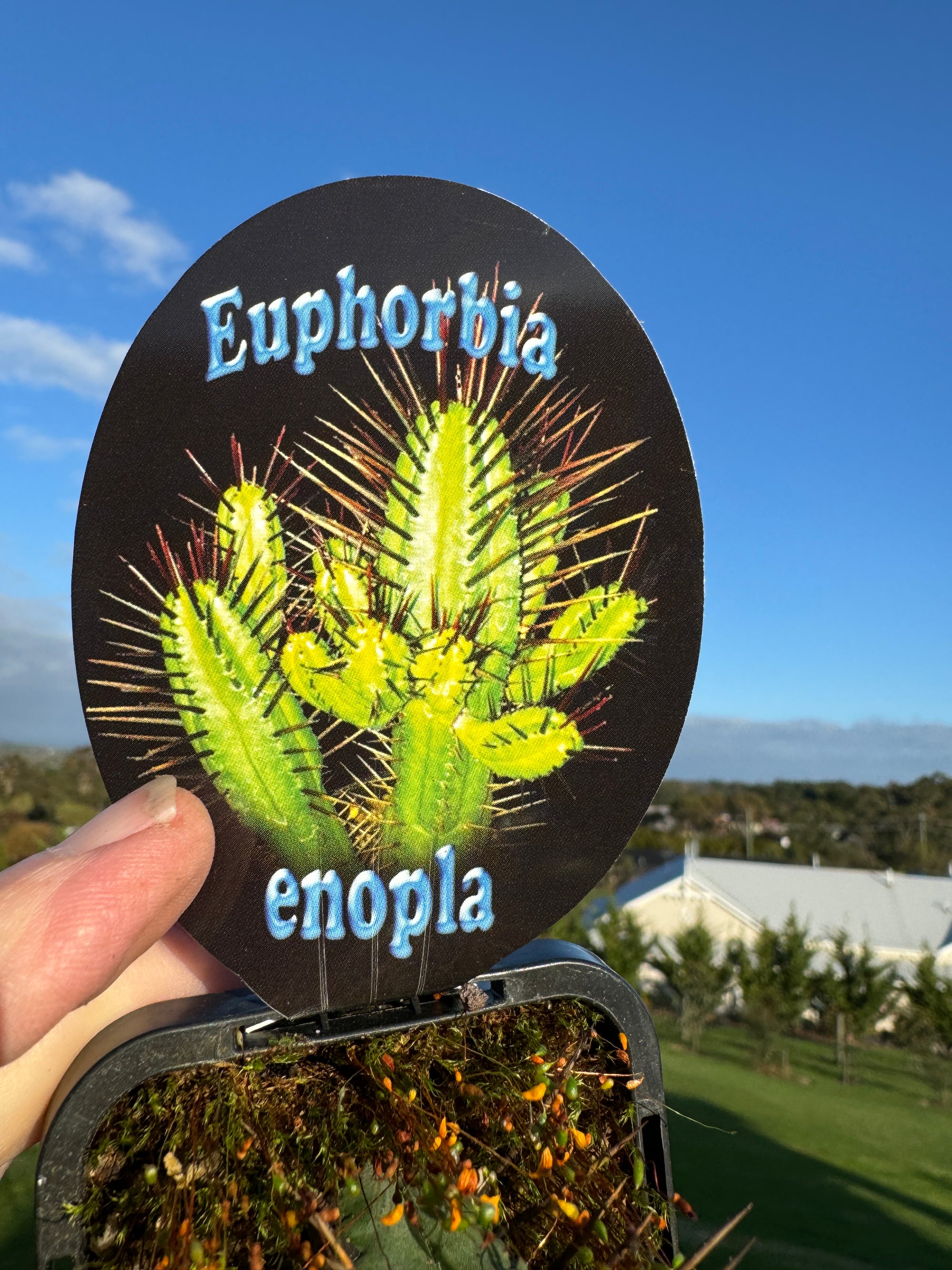 Euphorbia enopla - The Pincushion Spurge