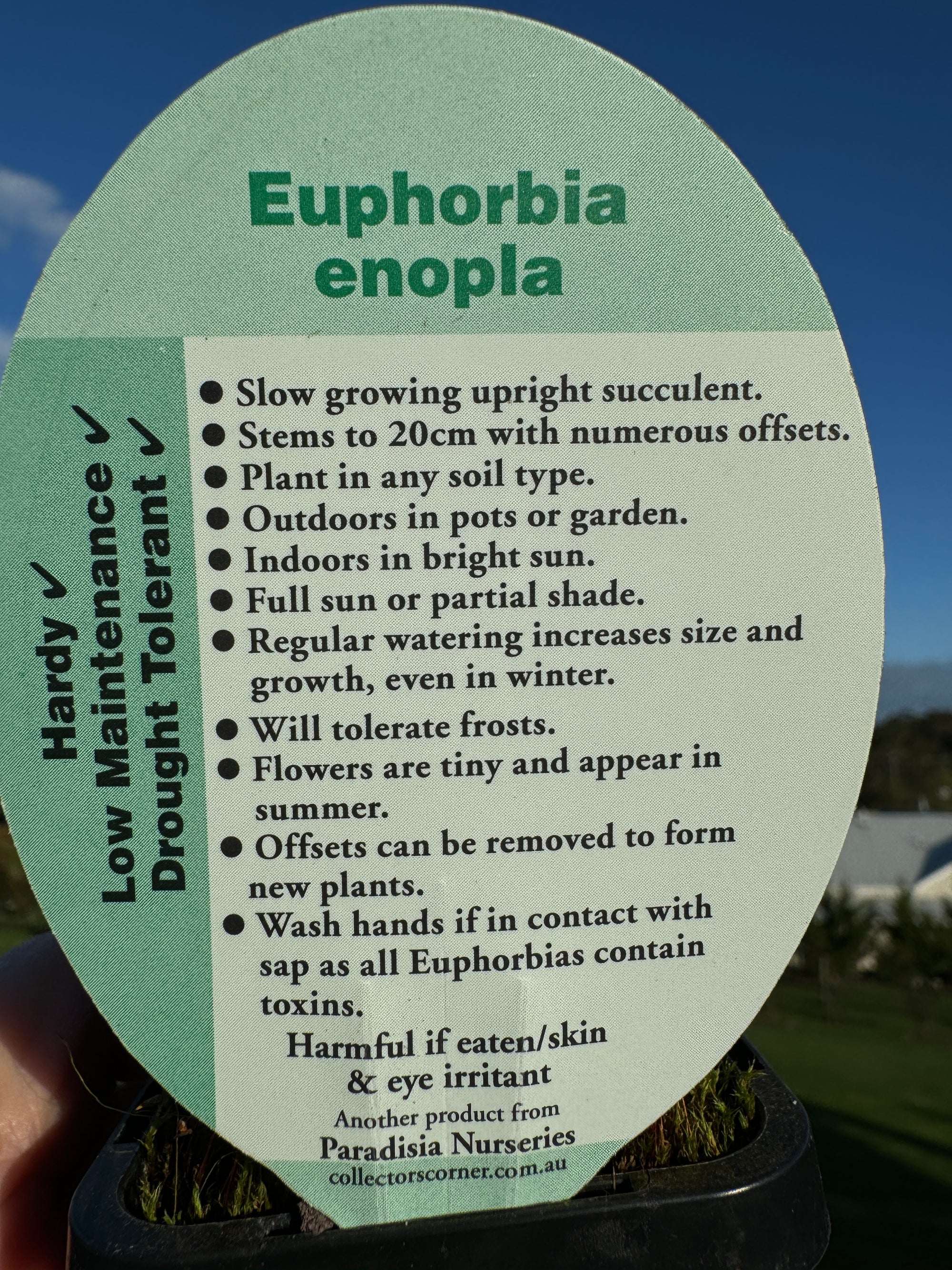 Euphorbia enopla - The Pincushion Spurge