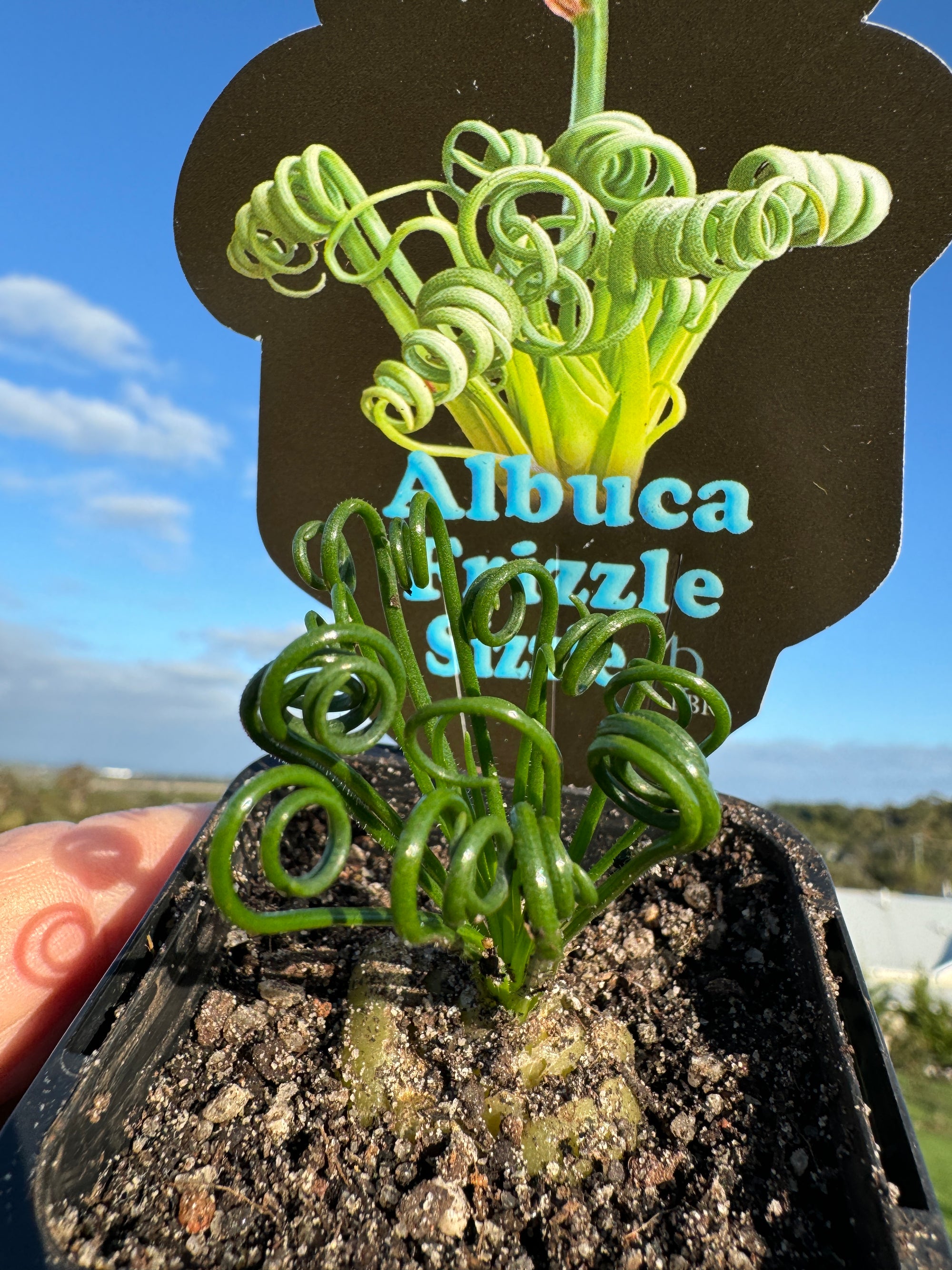 Albuca spiralis 'Frizzle Sizzle'