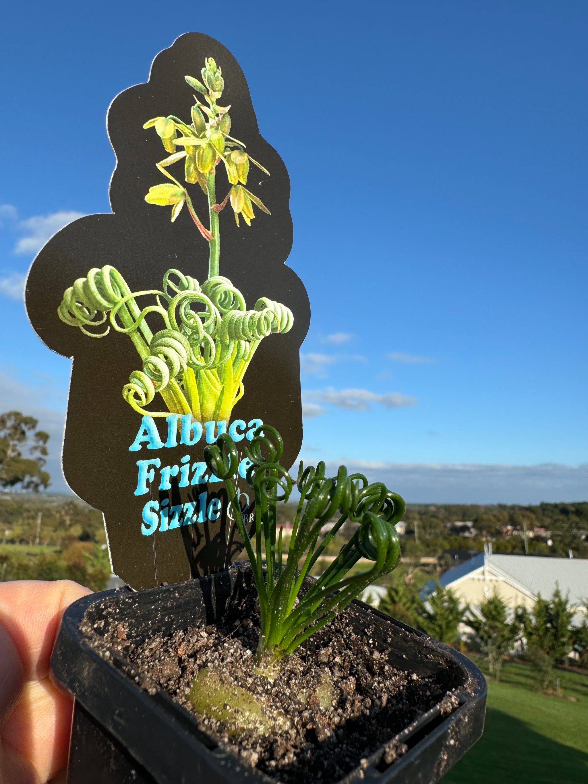 Albuca spiralis 'Frizzle Sizzle'