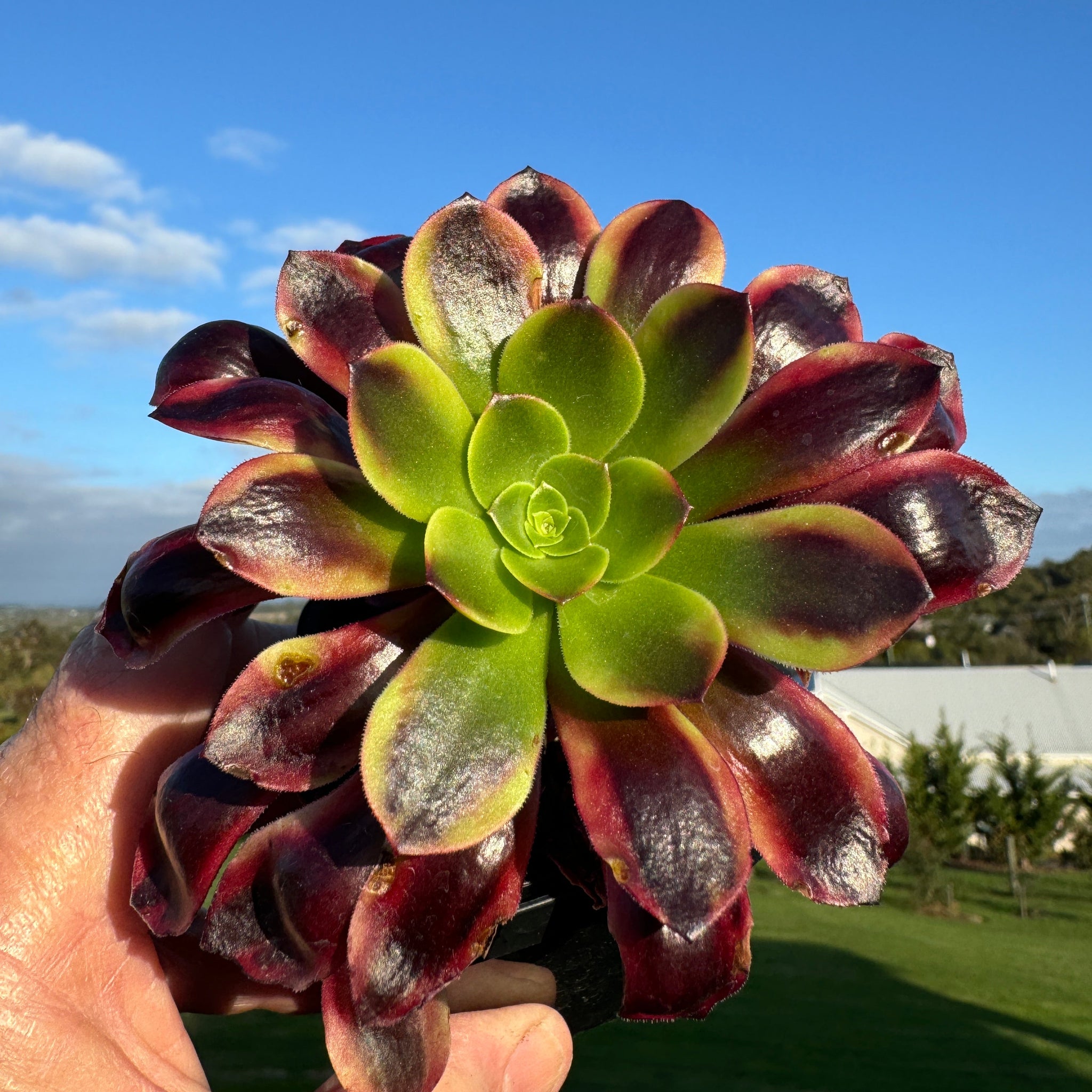 kilimanjaro succulent topiary Aeonium arboreum 'Kilimanjaro' – Collectors Online