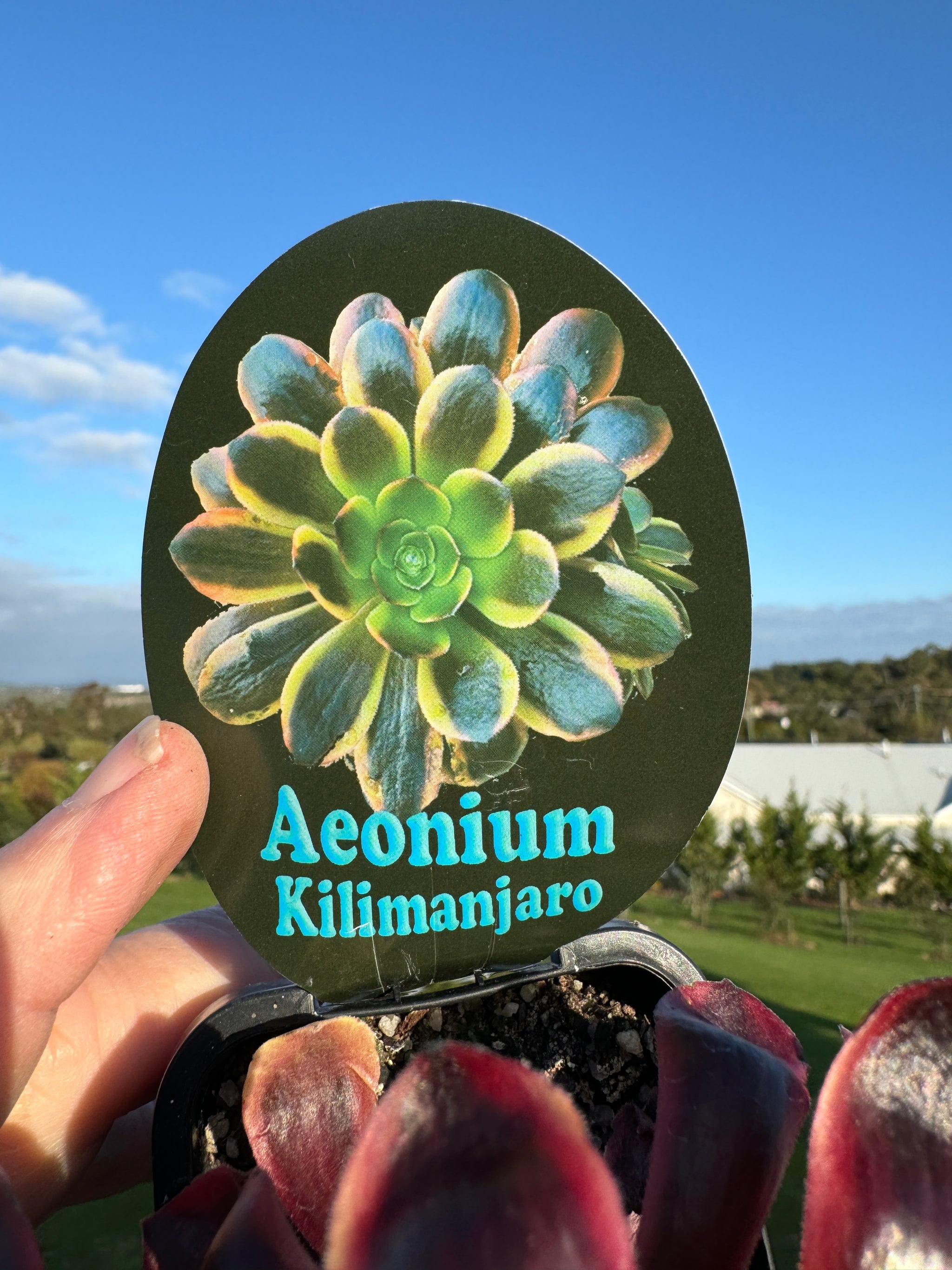 Aeonium 'Kilaminjaro'