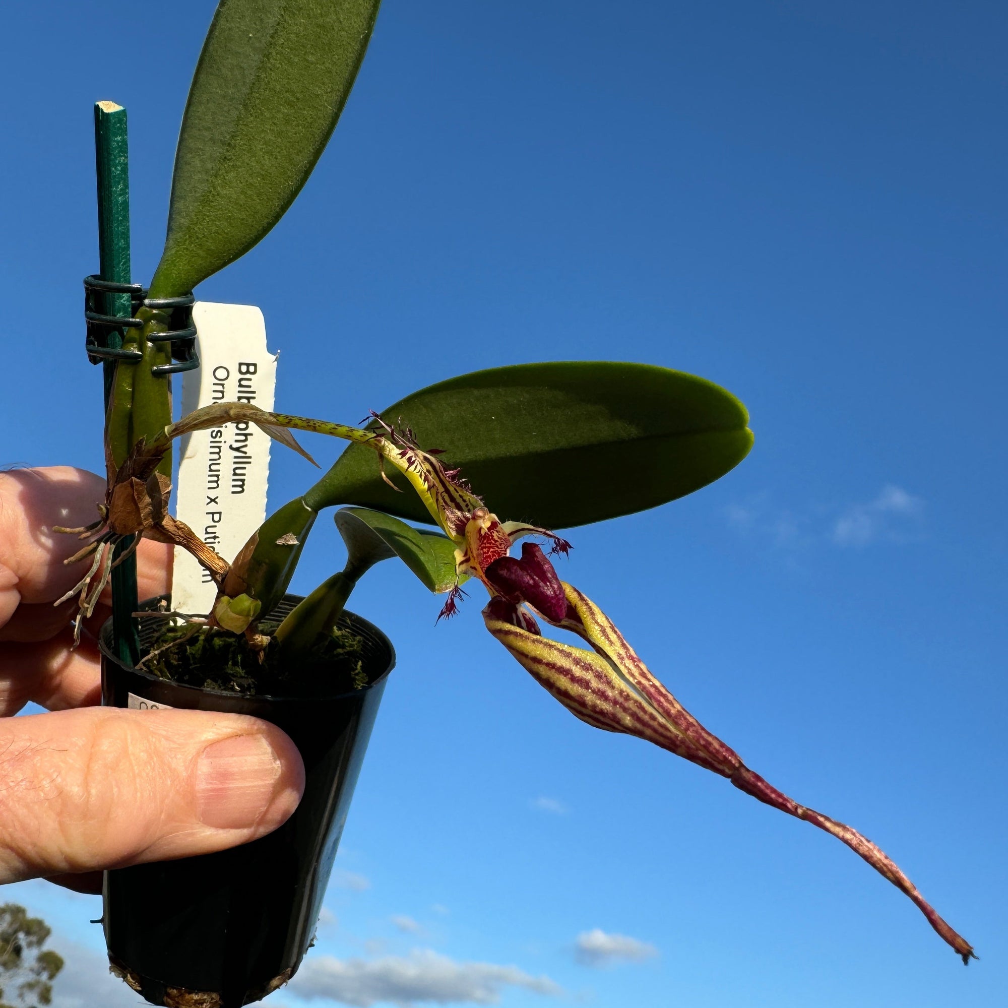 Bulbophyllum (ornatissimum x putidum) Hybrid