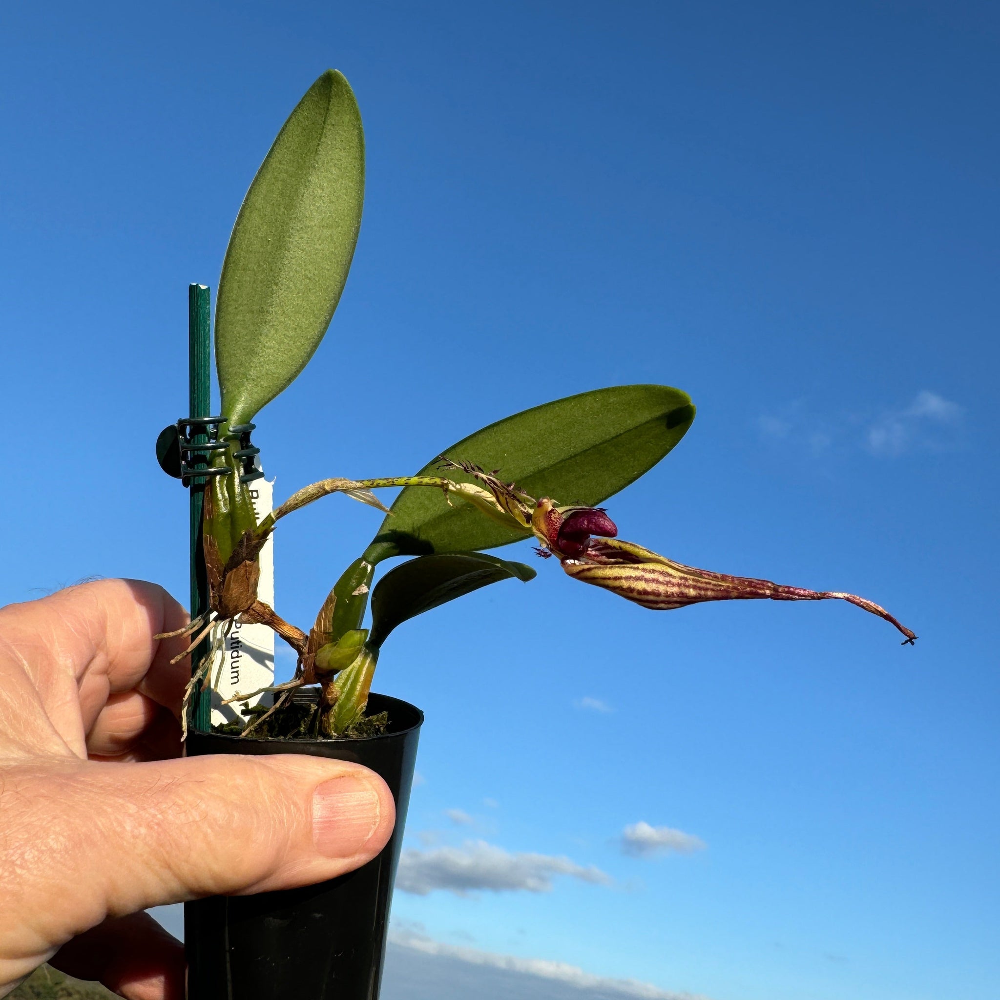 Bulbophyllum (ornatissimum x putidum) Hybrid