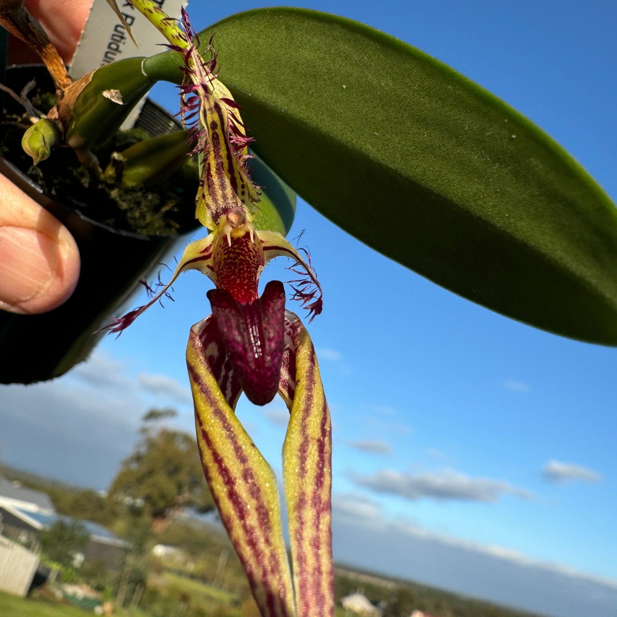 Bulbophyllum (ornatissimum x putidum) Hybrid