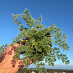 Pelargonium appendiculatum