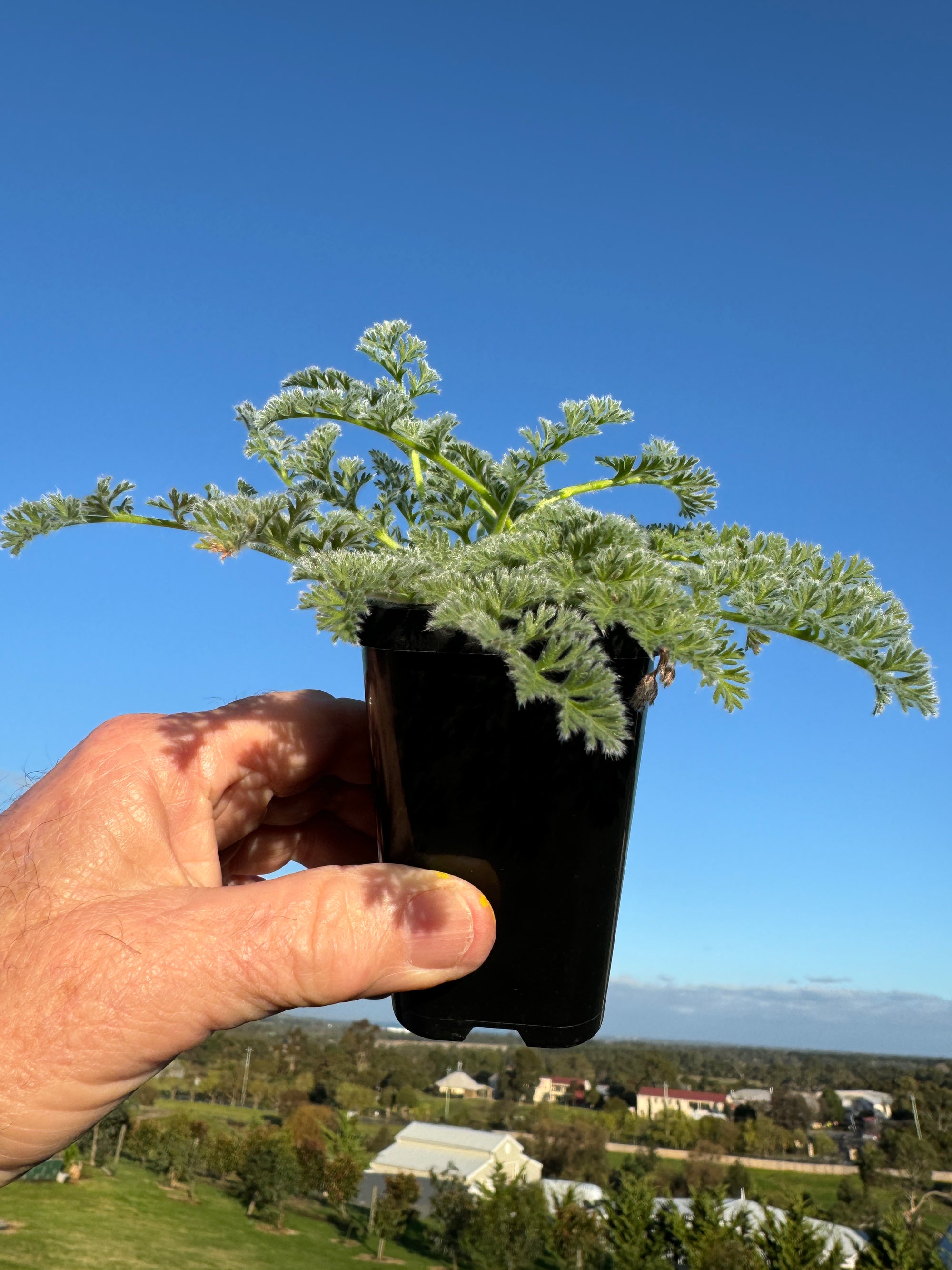 Pelargonium appendiculatum species