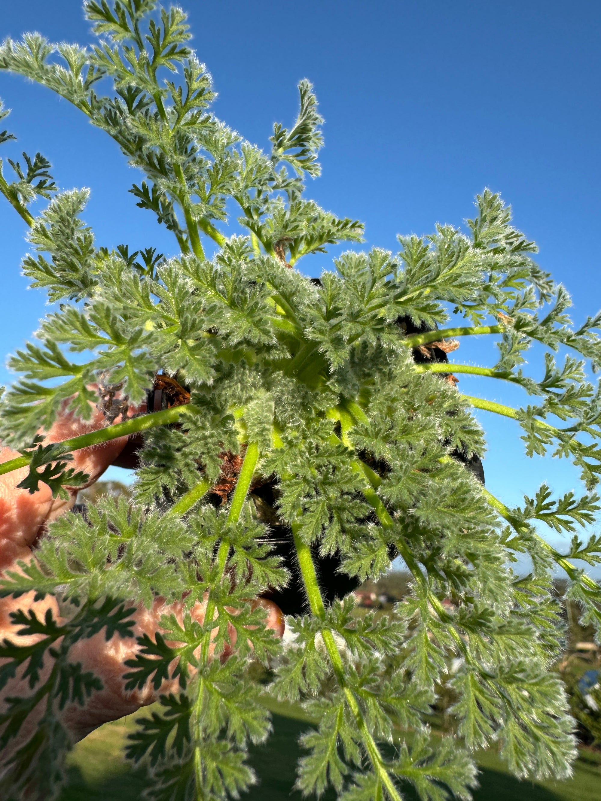 Pelargonium appendiculatum species