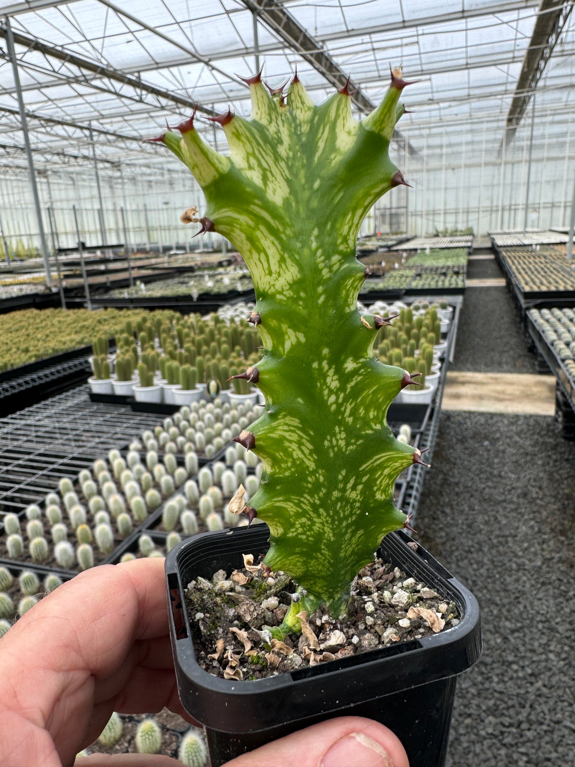 Euphorbia lactea 'Dragon Bones' Variegated - The Coral Cactus