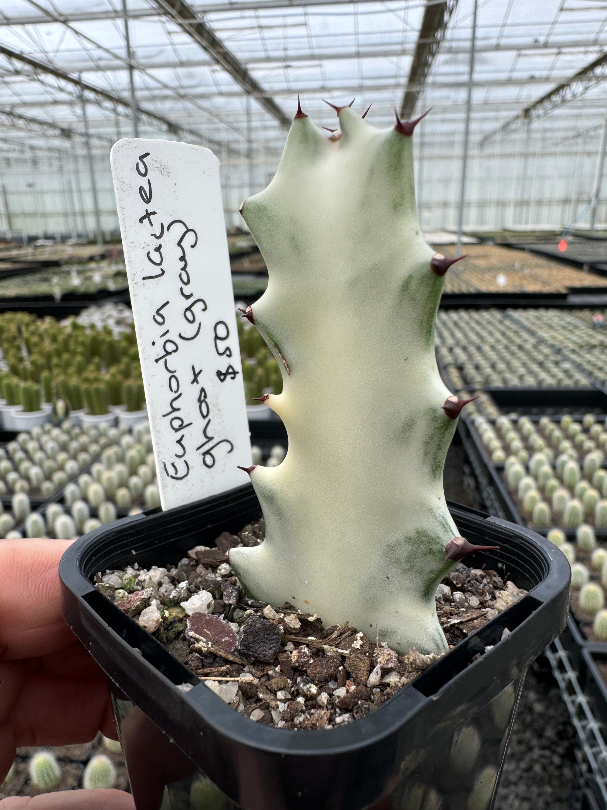 Euphorbia lactea 'Grey Ghost' (Not for WA)