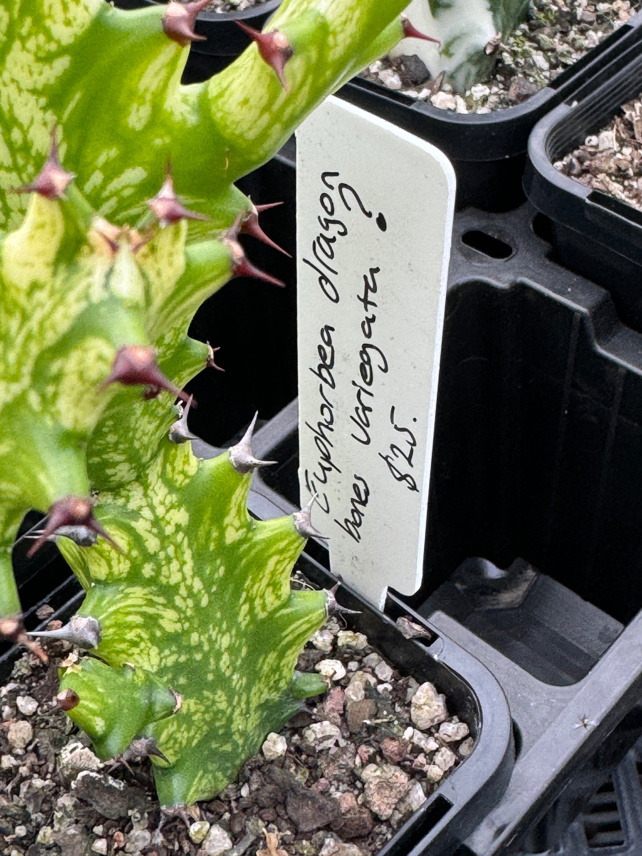 Euphorbia lactea 'Dragon Bones' variagated (Not for WA)