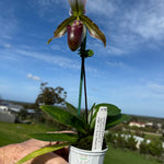 Paphiopedilum spicerianum x Yi Ying'Morning Sun'   #PA1