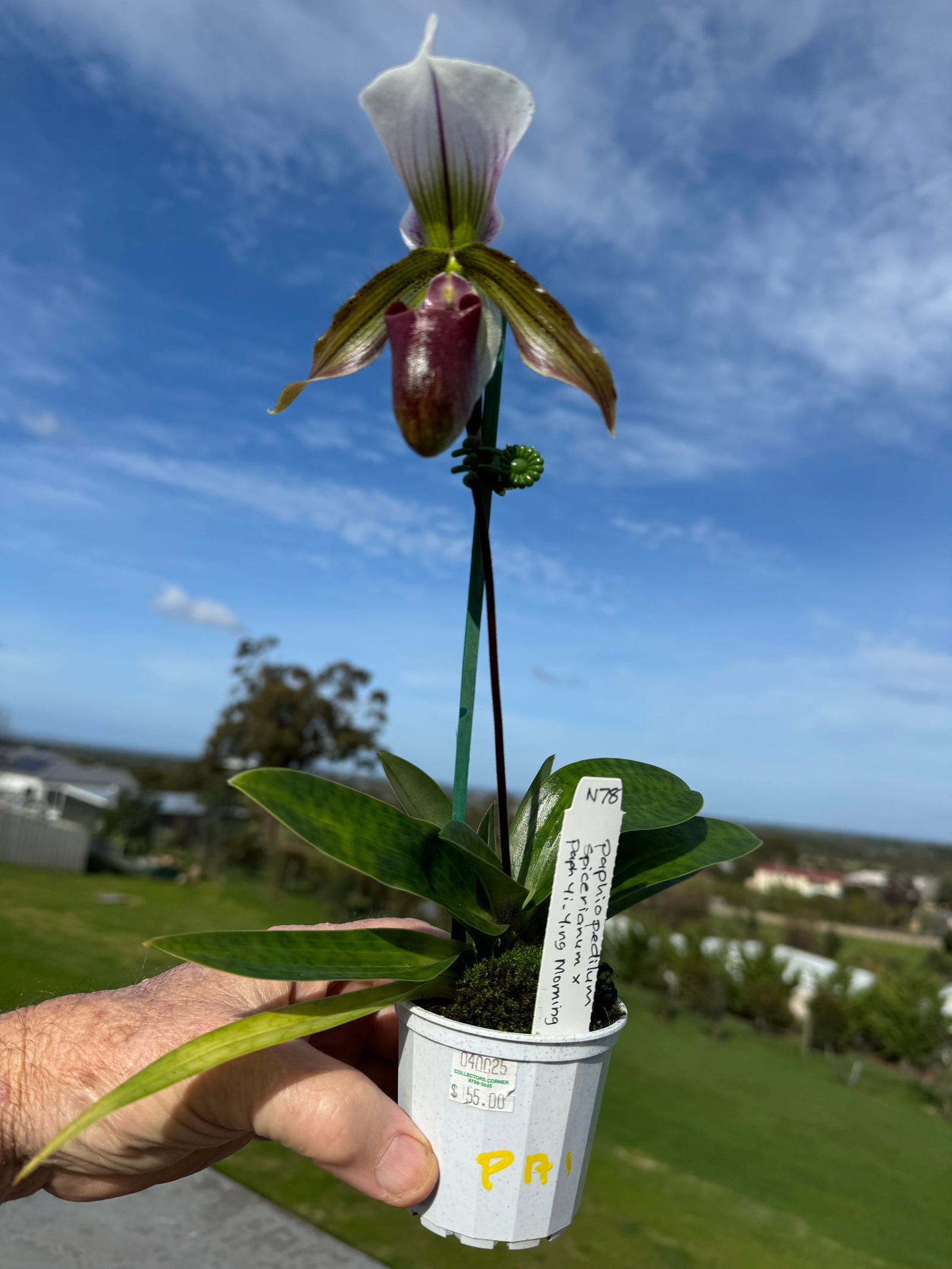 Paphiopedilum spicerianum x Yi Ying'Morning Sun'   #PA1