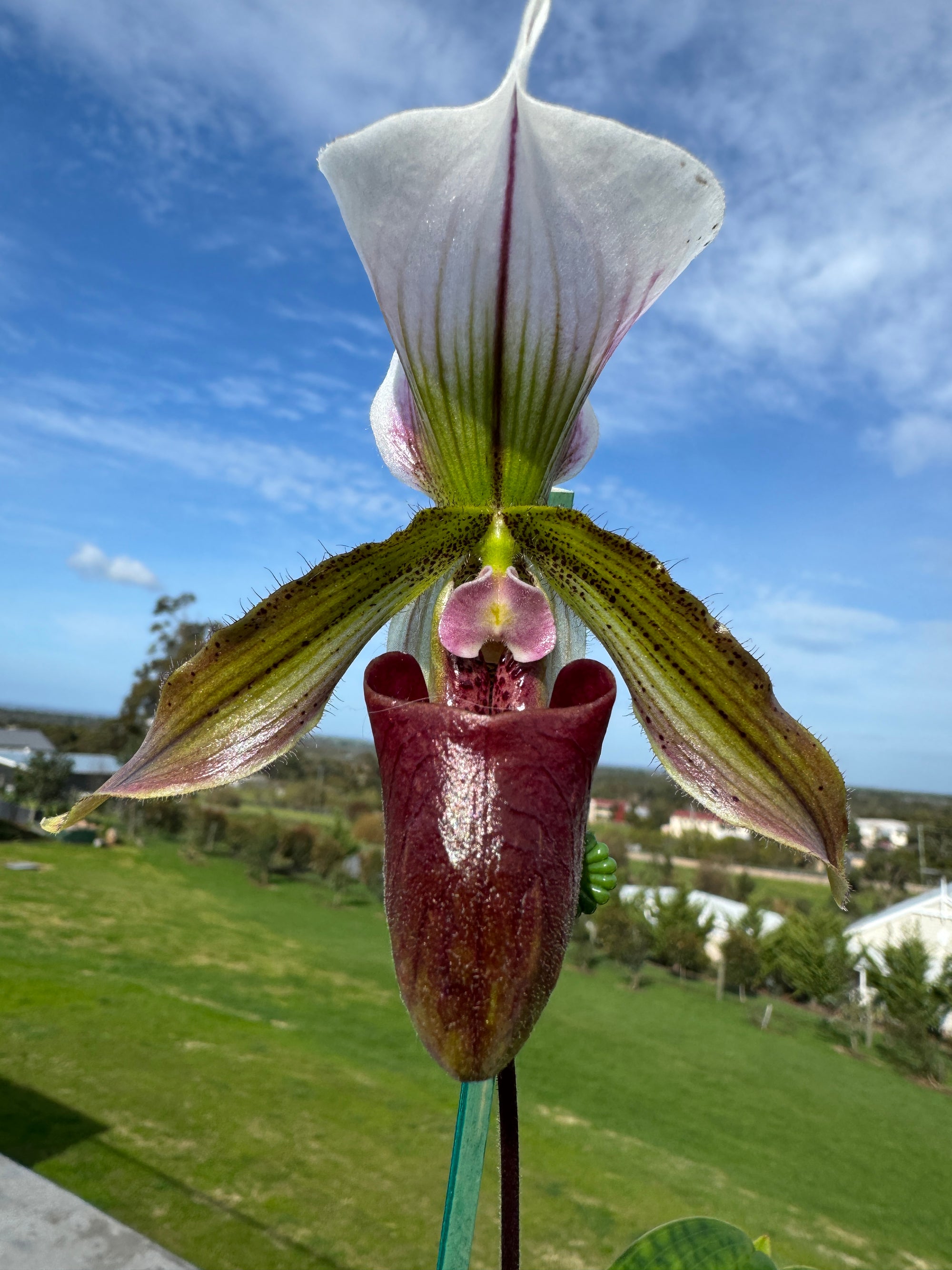 Paphiopedilum spicerianum x Yi Ying'Morning Sun'   #PA1