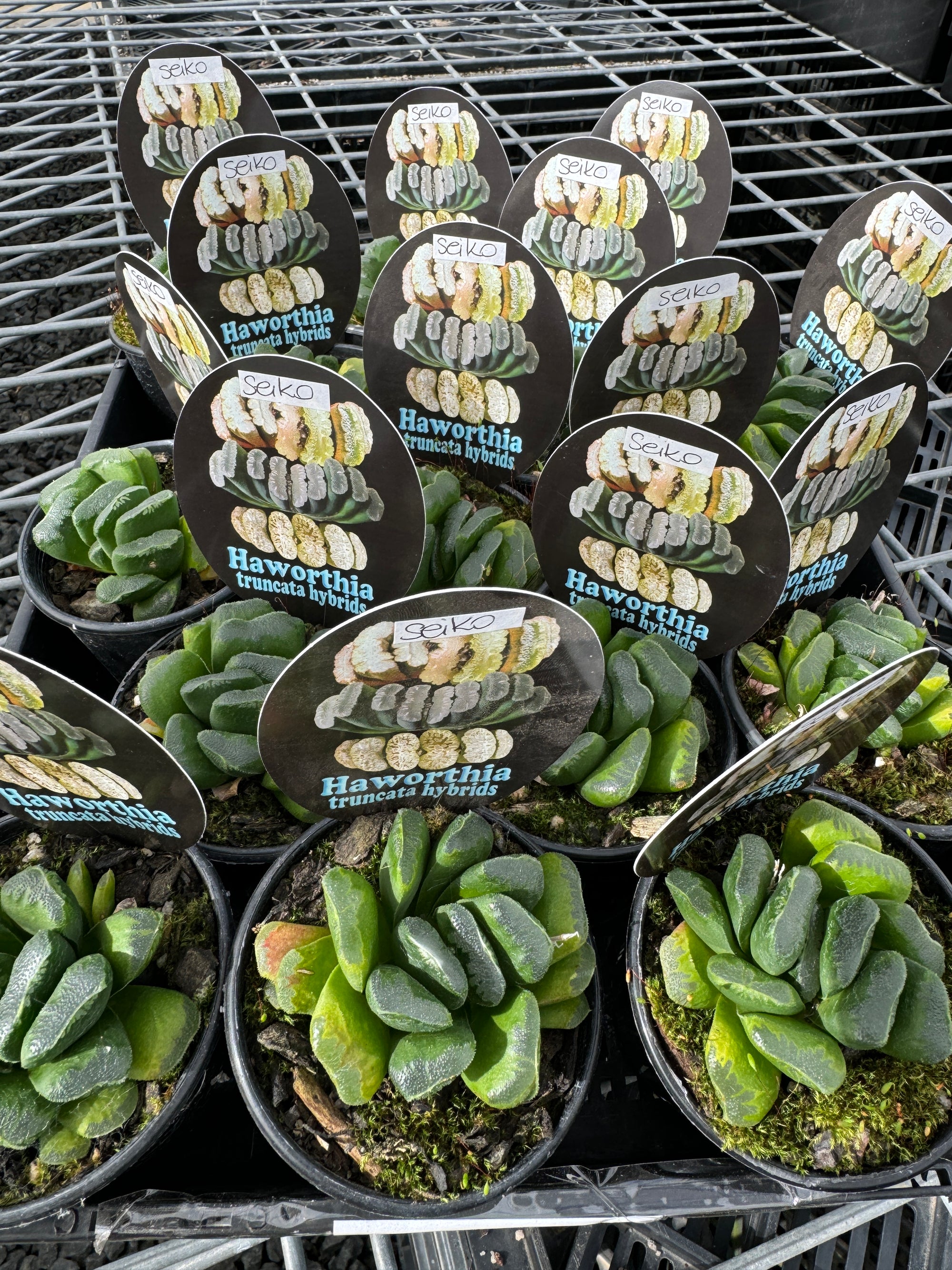 Haworthia truncata 'Seiko'