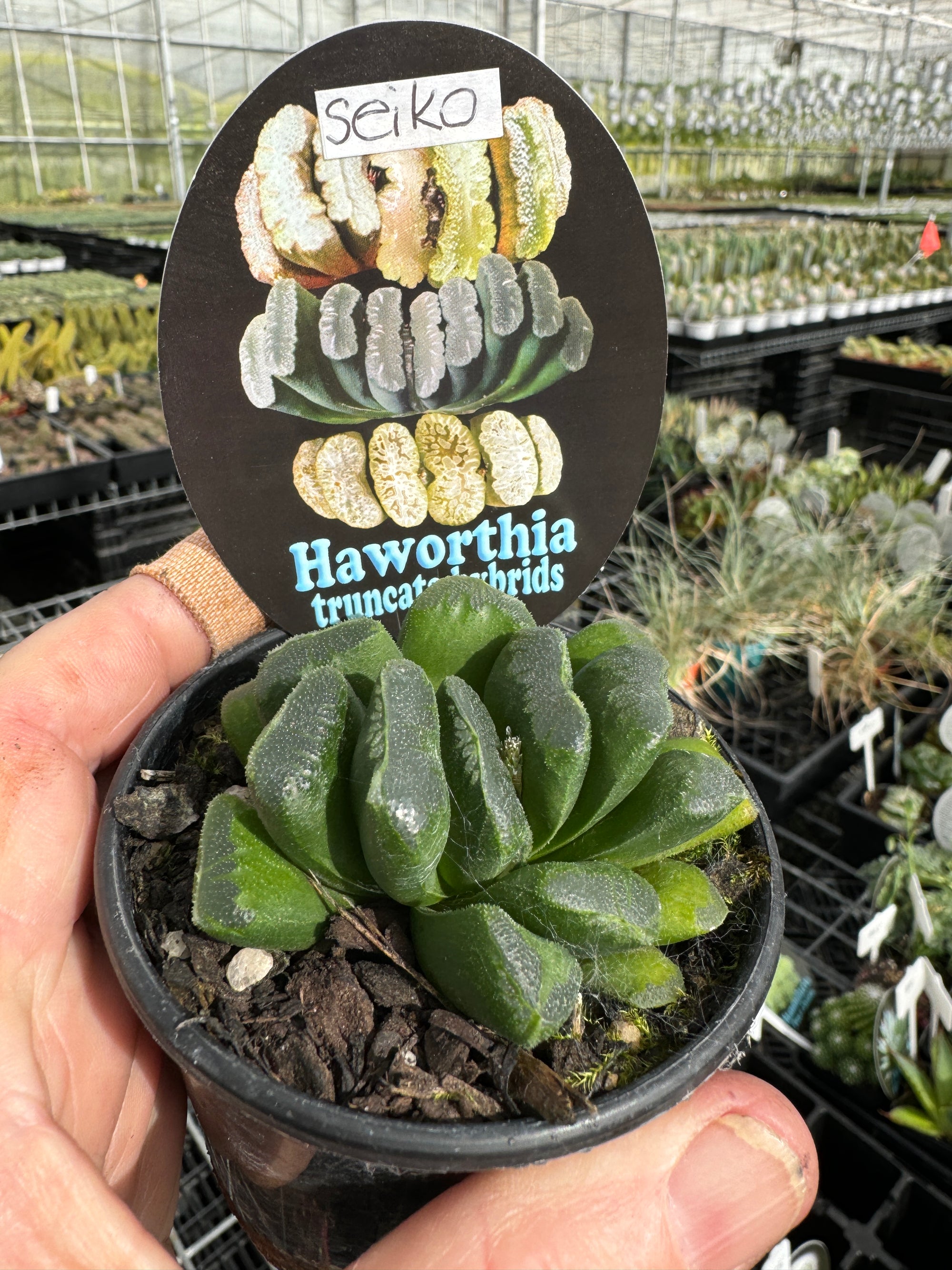 Haworthia truncata 'Seiko'