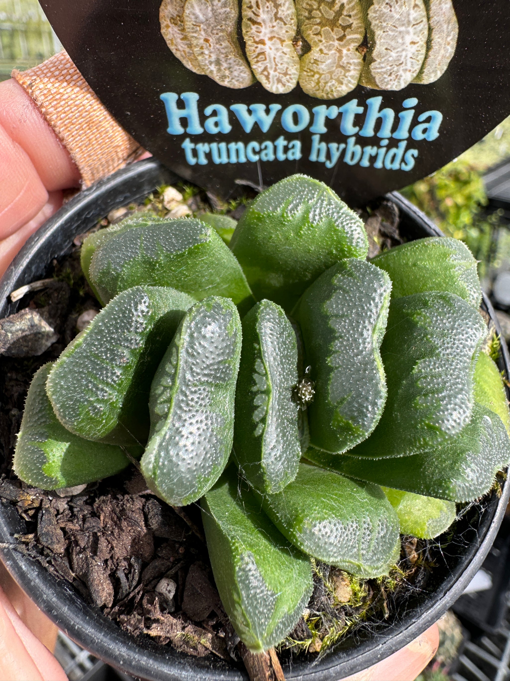 Haworthia truncata 'Seiko'