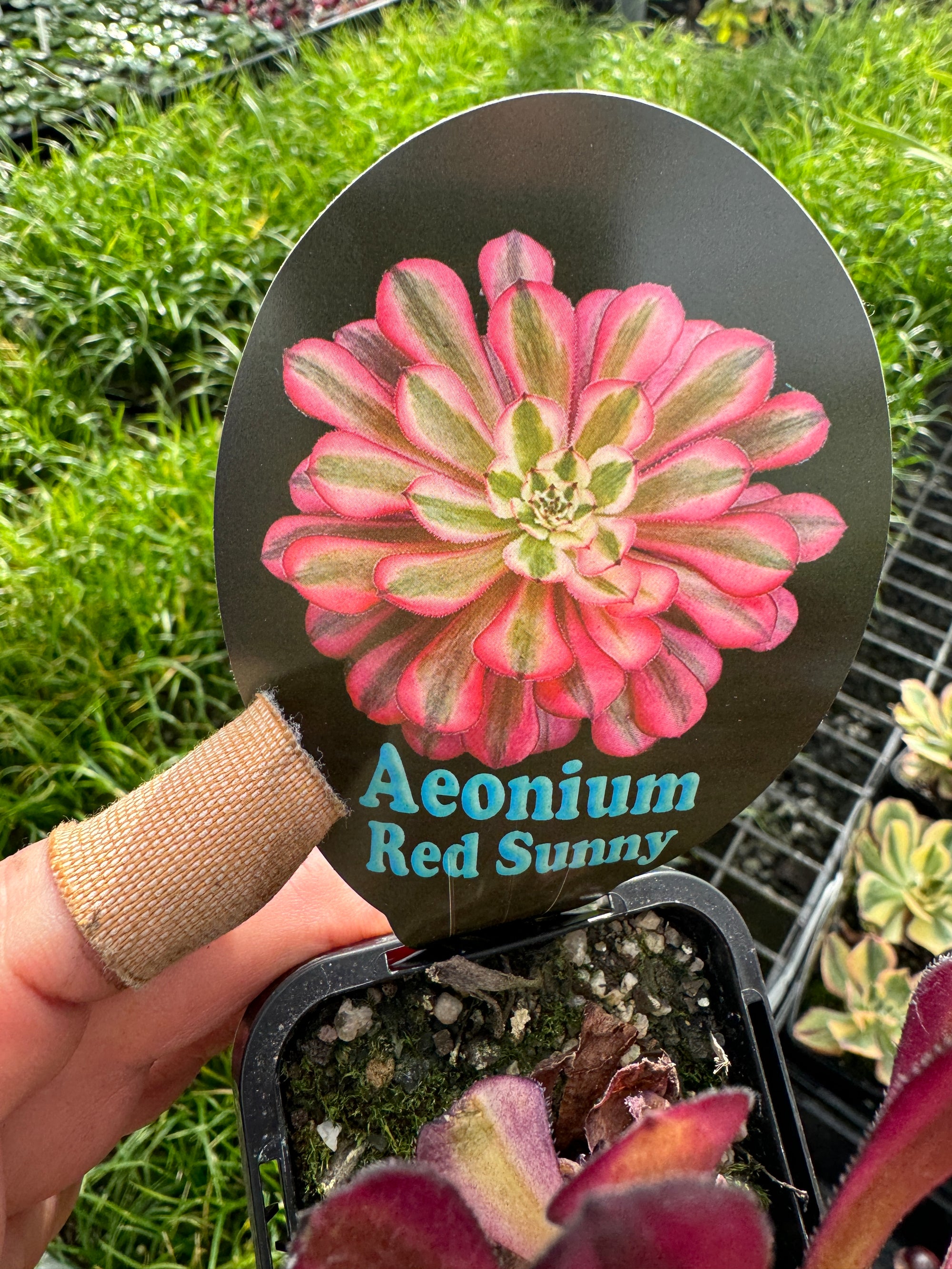 Aeonium 'Red Sunny'