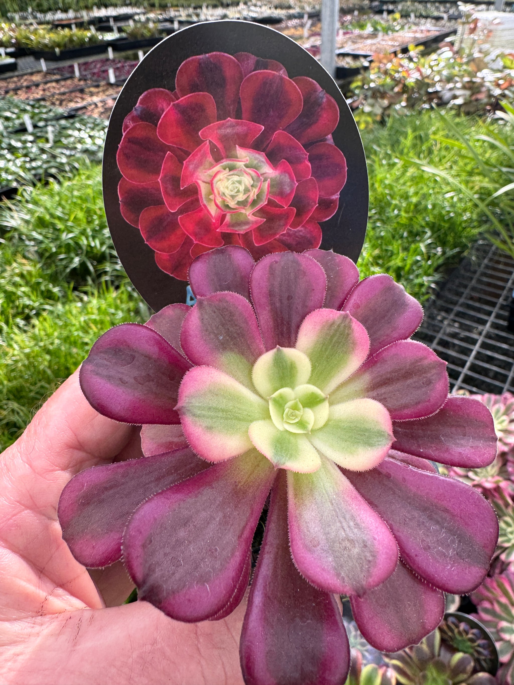 Aeonium 'Medusa'