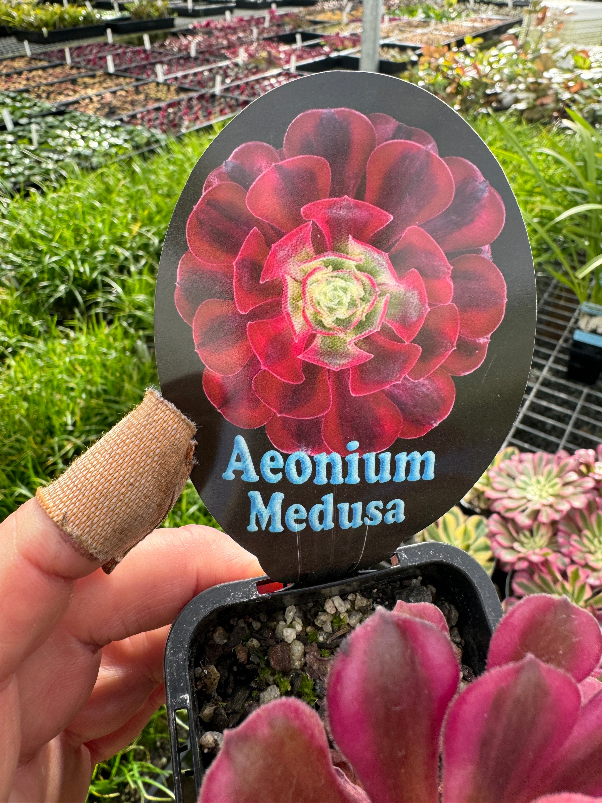 Aeonium 'Medusa'