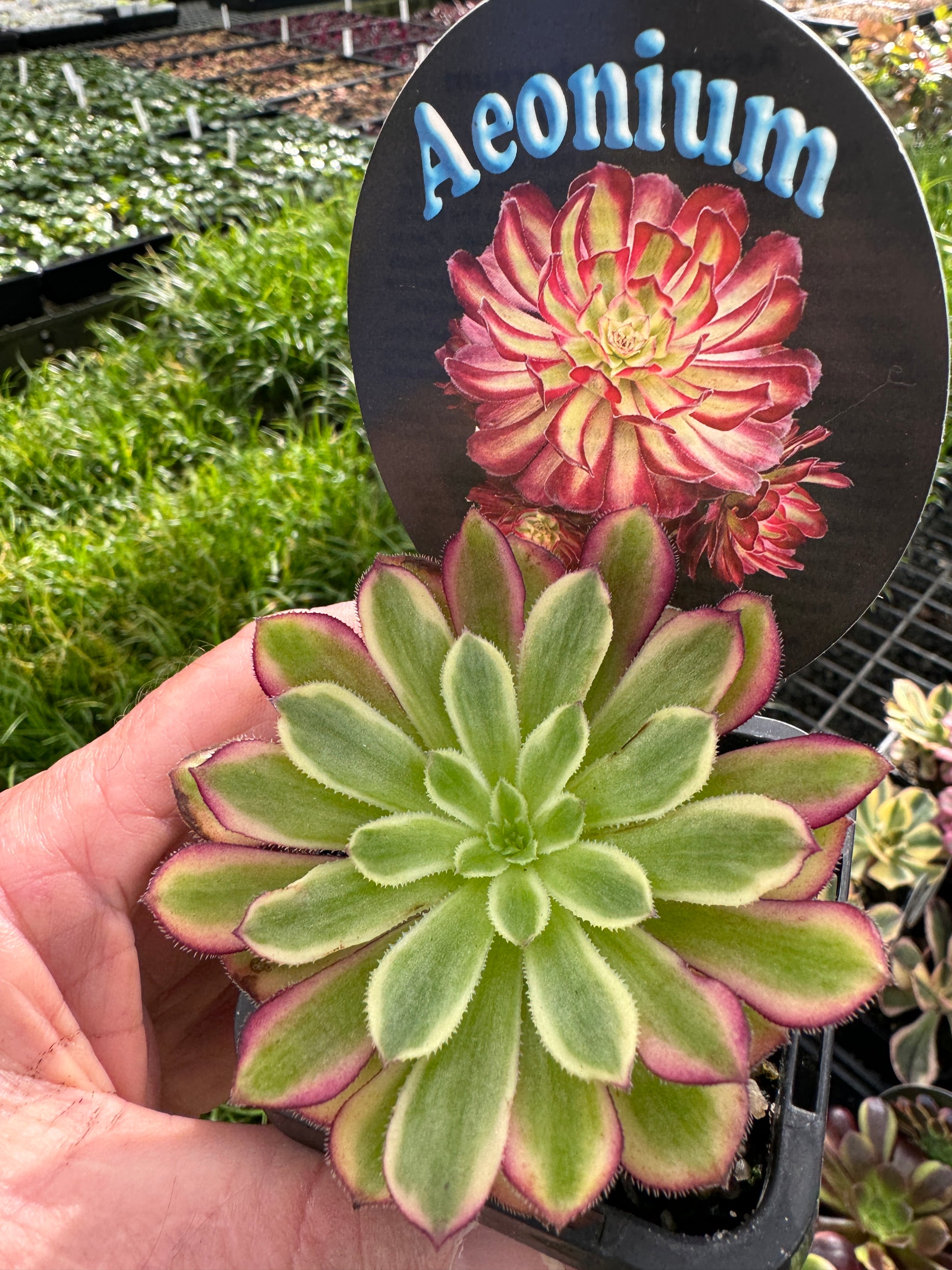 Aeonium arboreum 'Mardi Gras'