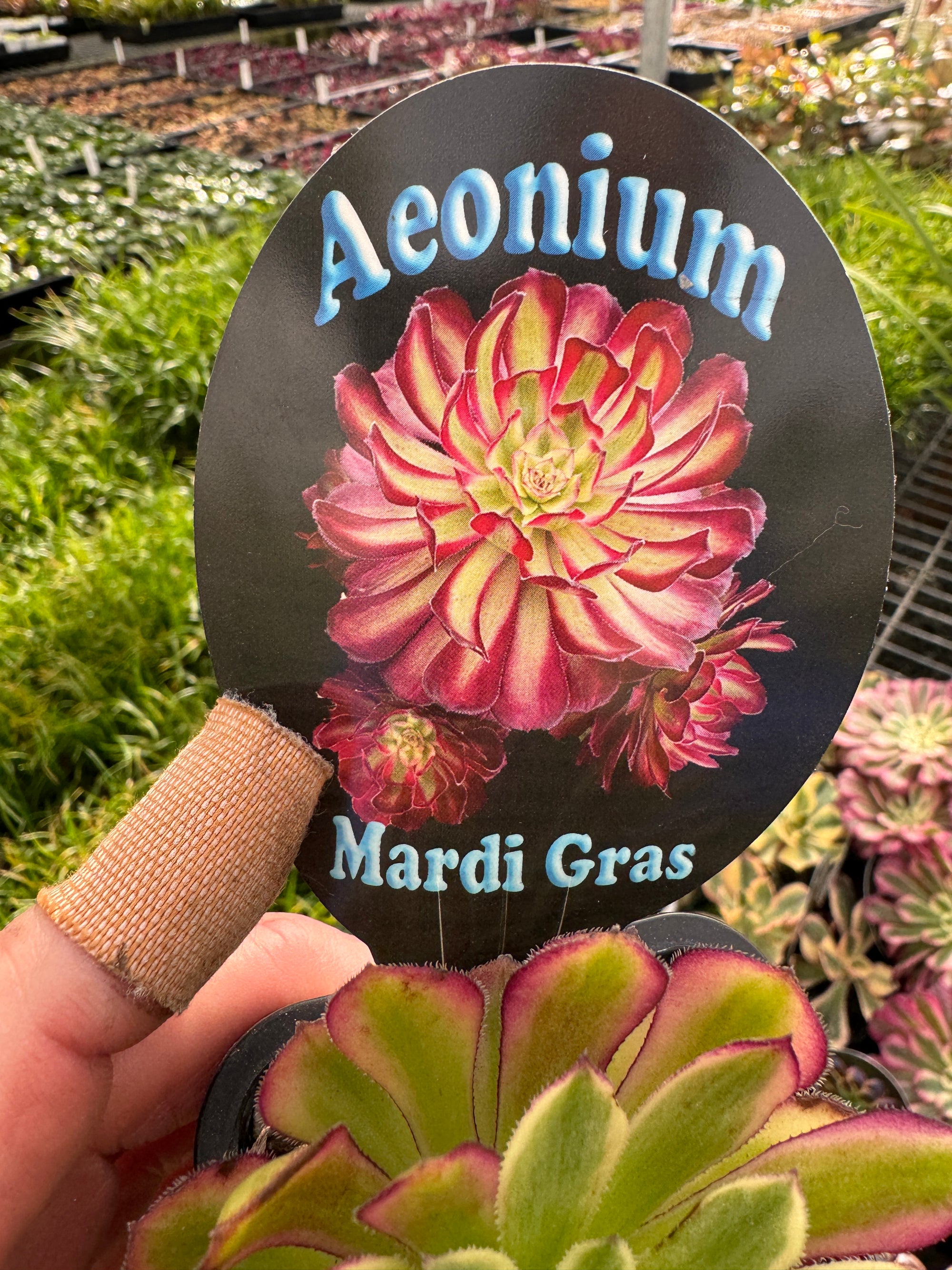 Aeonium arboreum 'Mardi Gras'