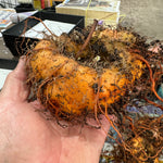 Super sized bare rooted bulb Sinningia 'Crushed Velvet'  Pot (leucotricha x bullata)