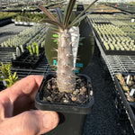 Pachypodium rosulatum subsp. cactipes