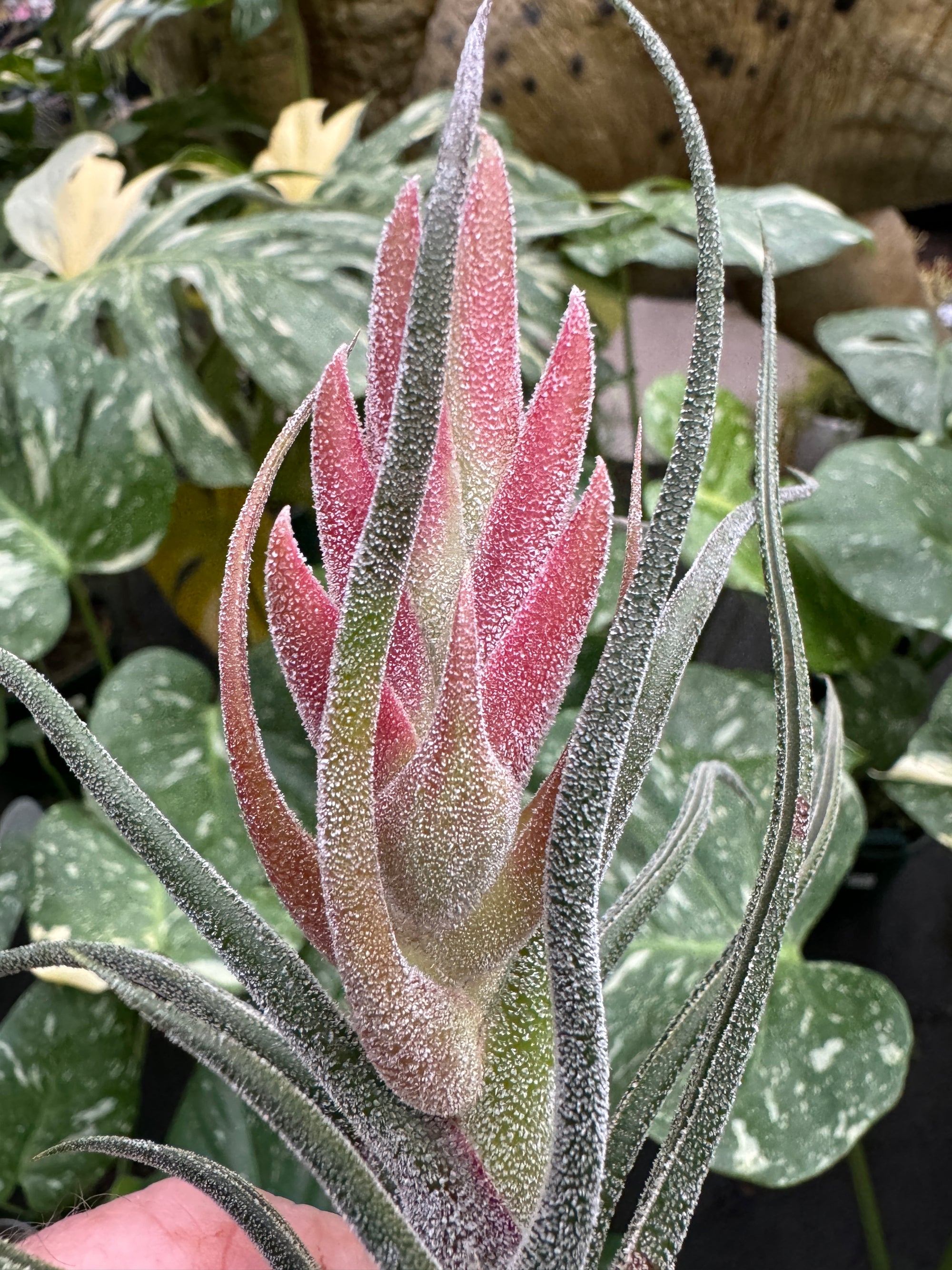 Tillandsia pruinosa