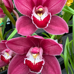 Cymbidium Rotorua 'Rose'