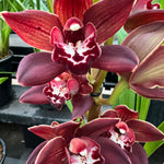 Cymbidium Uncle Everett '101'