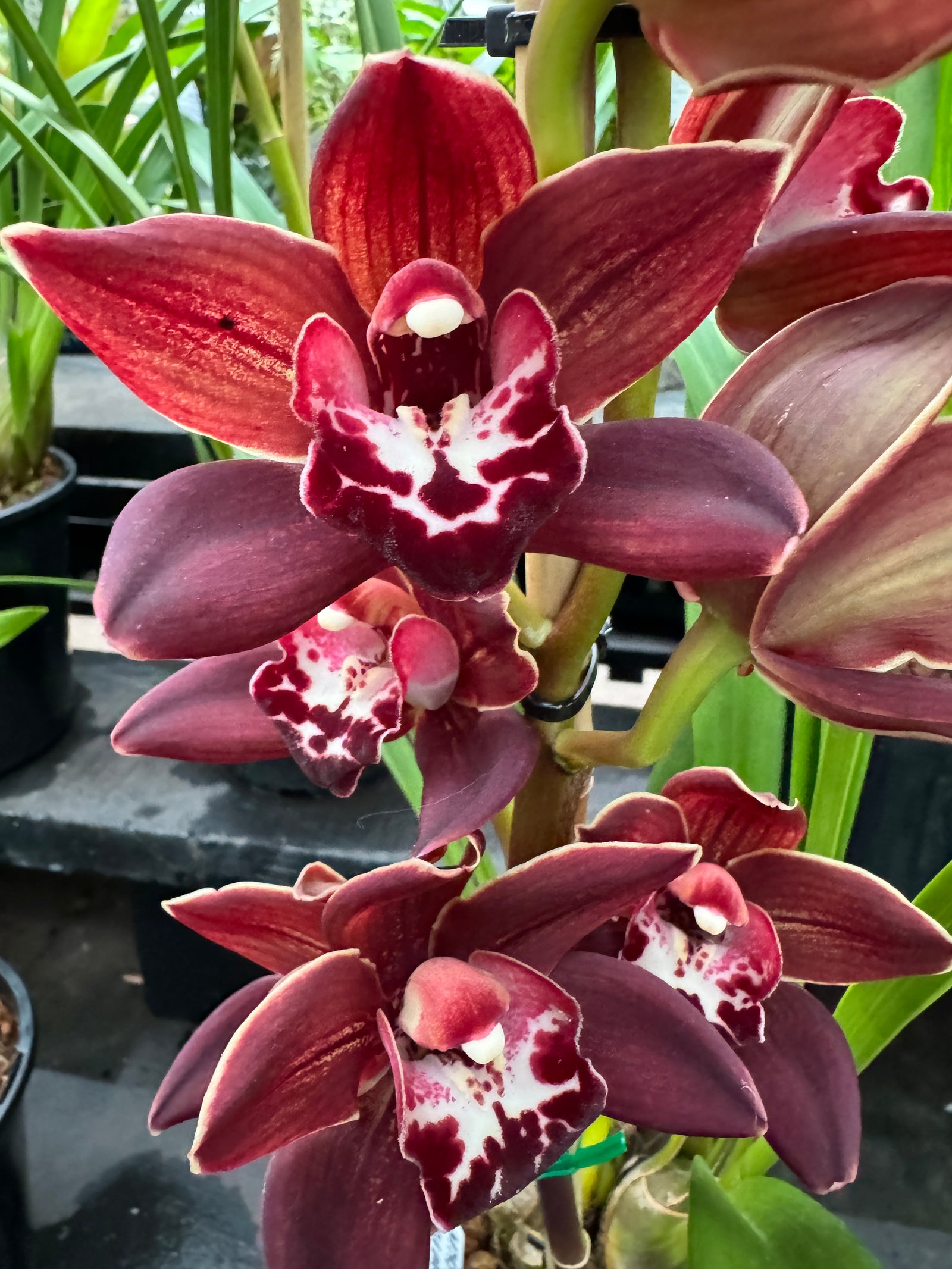 Cymbidium Uncle Everett '101'