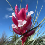 Tillandsia Houston