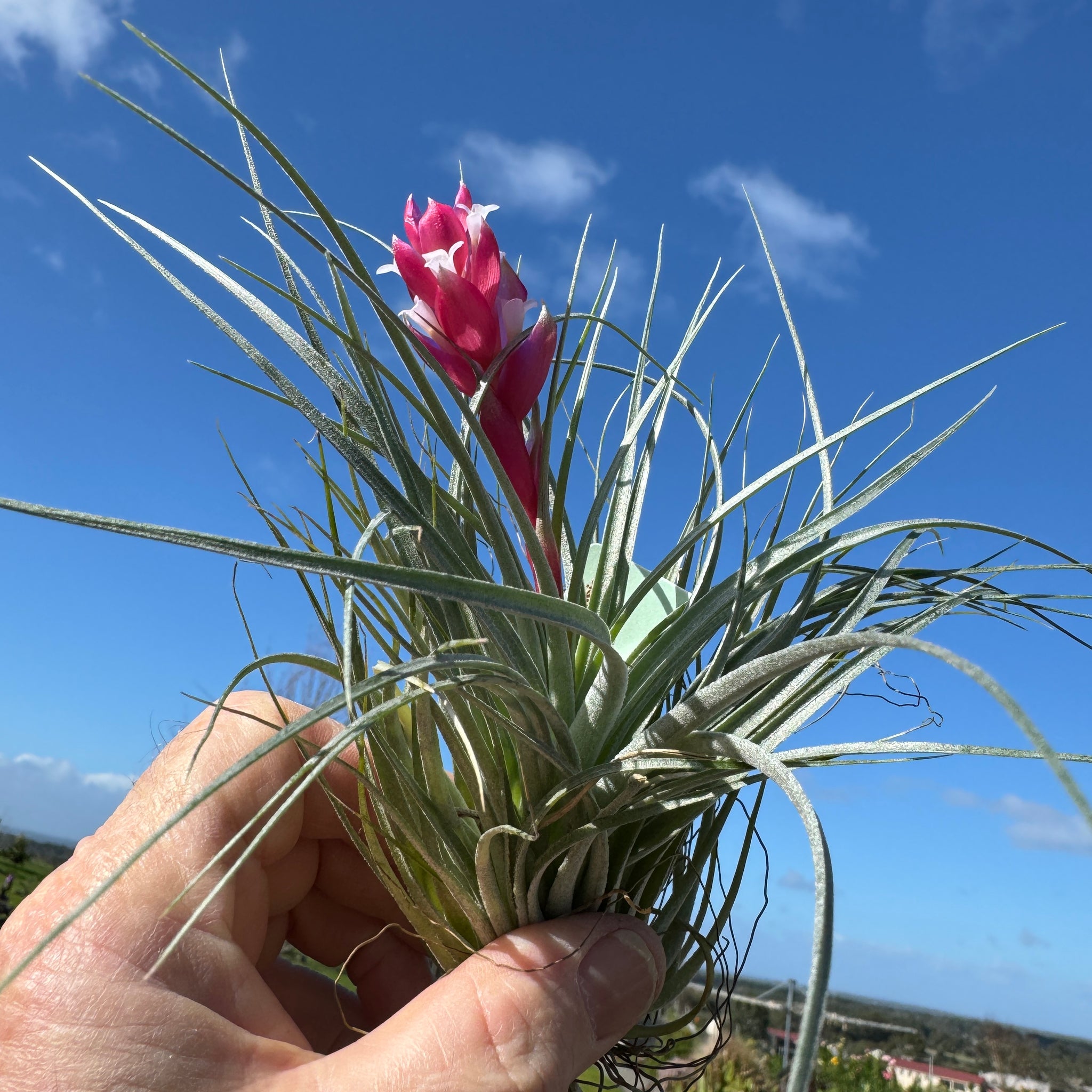 Tillandsia Houston