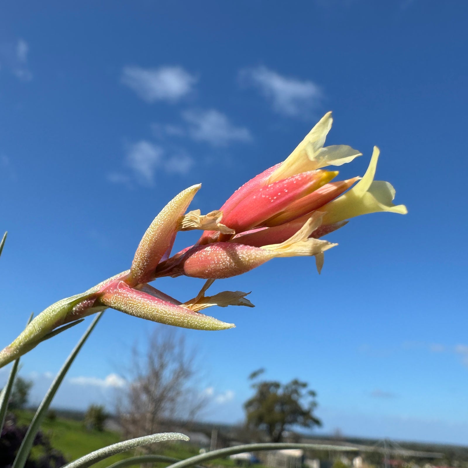 Tillandsia jucunda