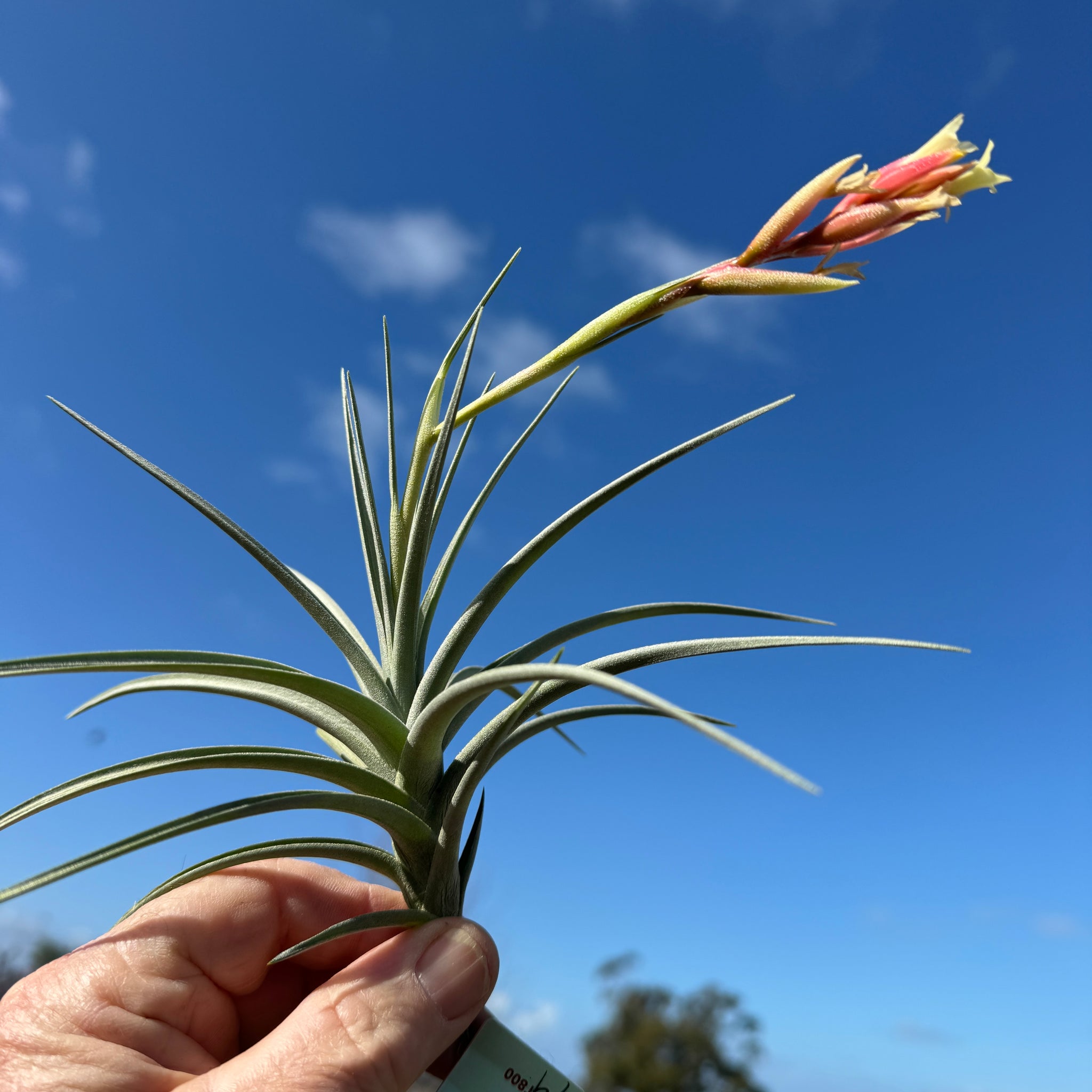 Tillandsia jucunda