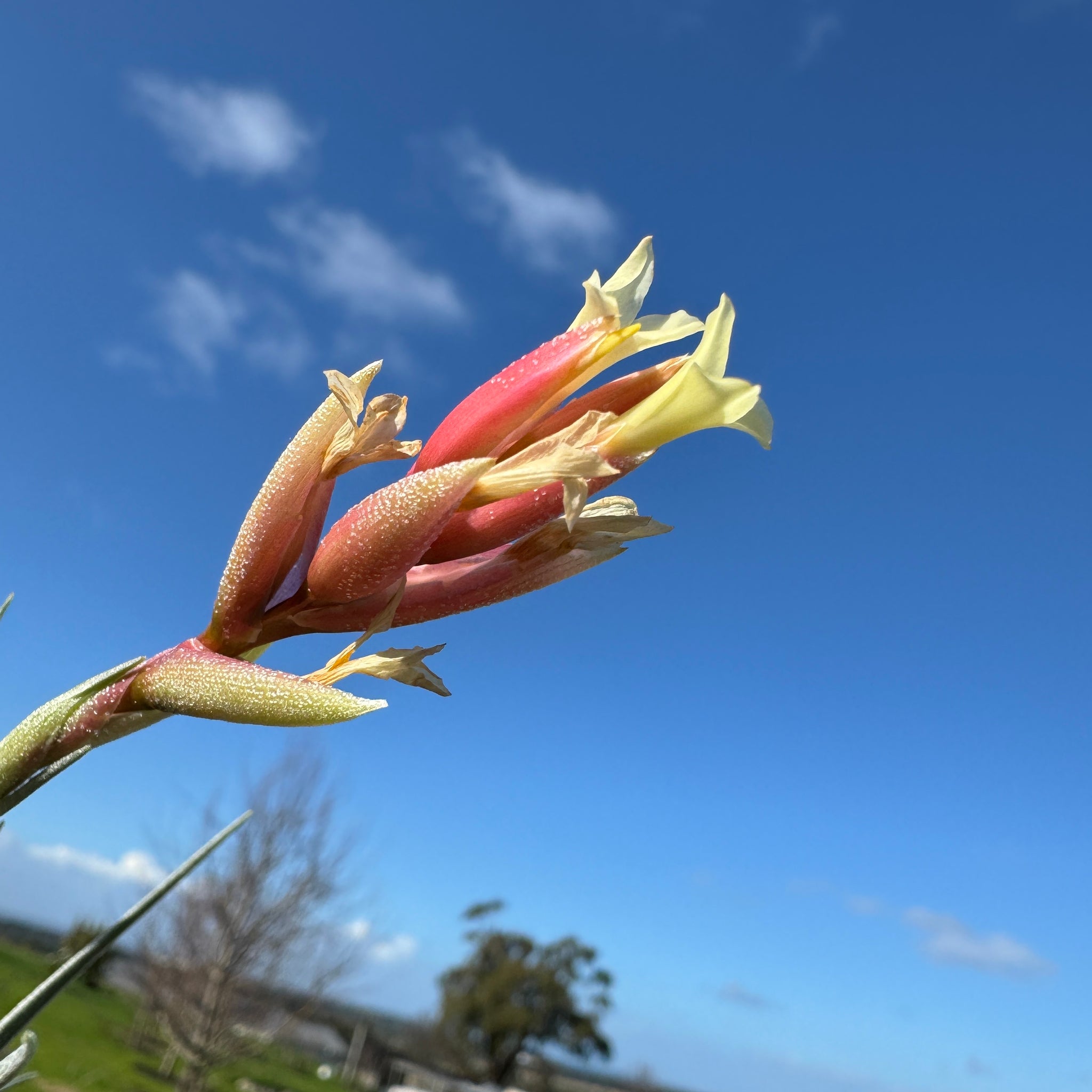 Tillandsia jucunda