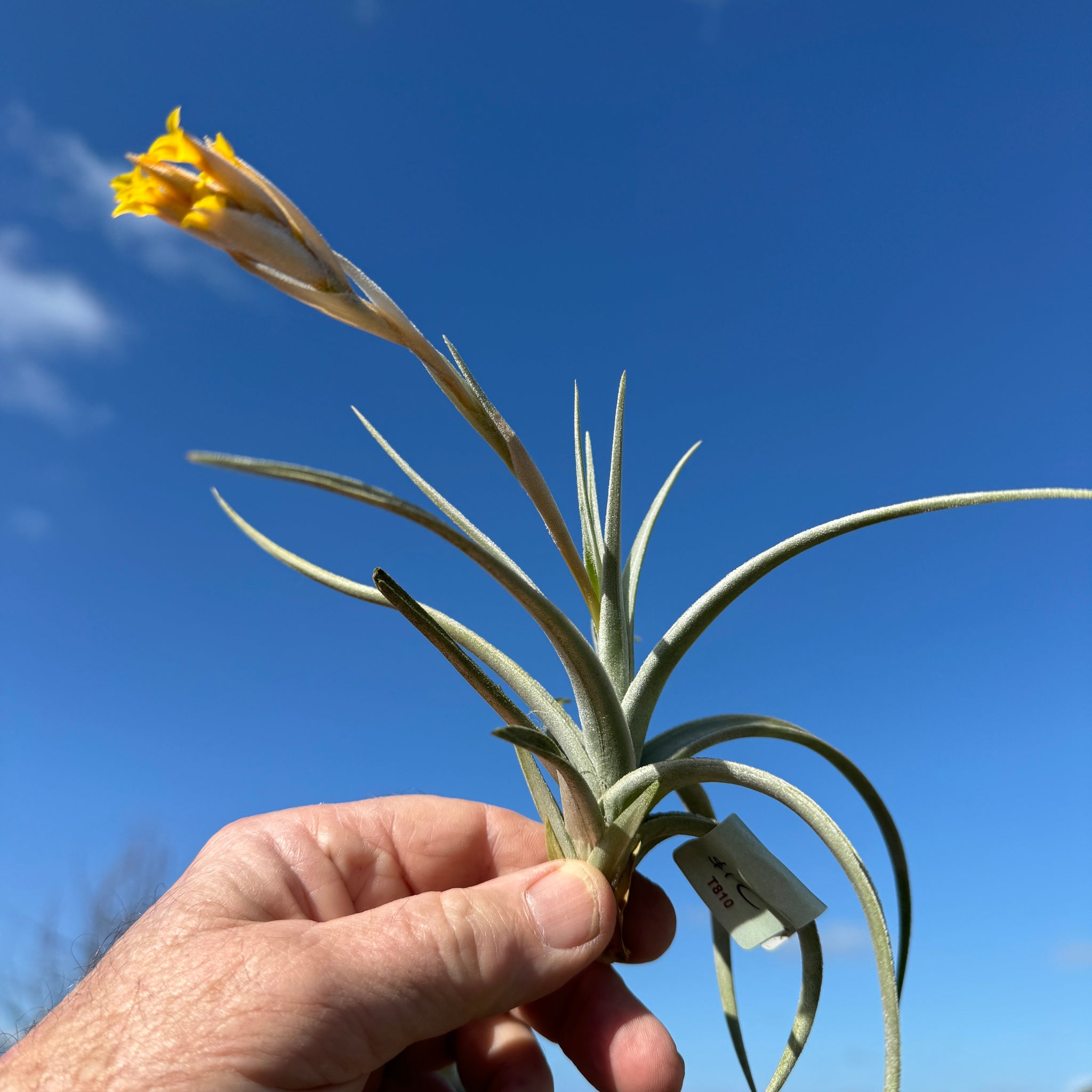 Tillandsia ixioides