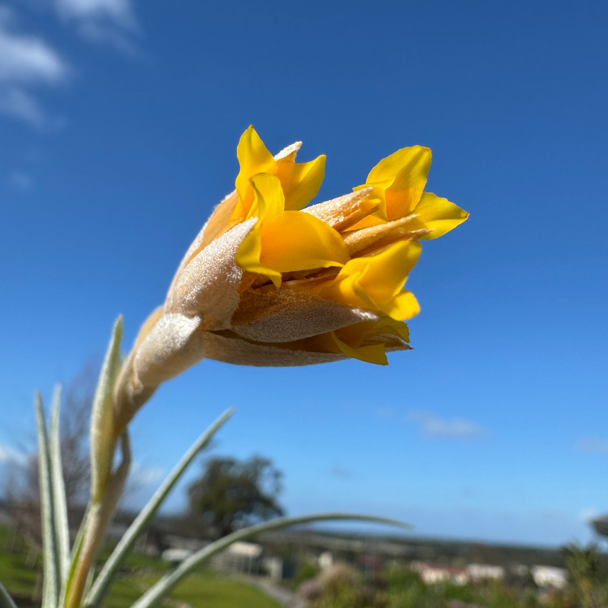 Tillandsia ixioides