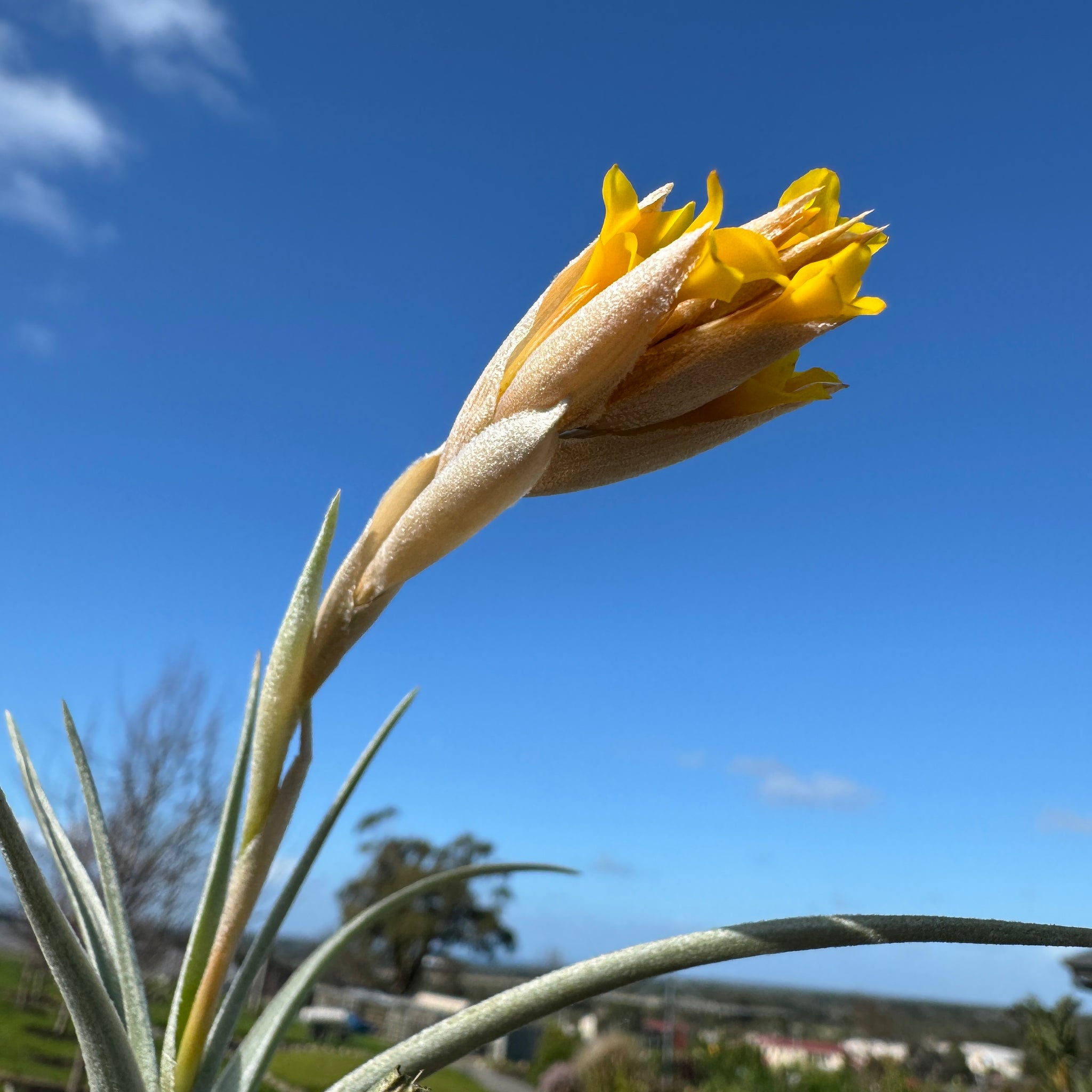 Tillandsia ixioides