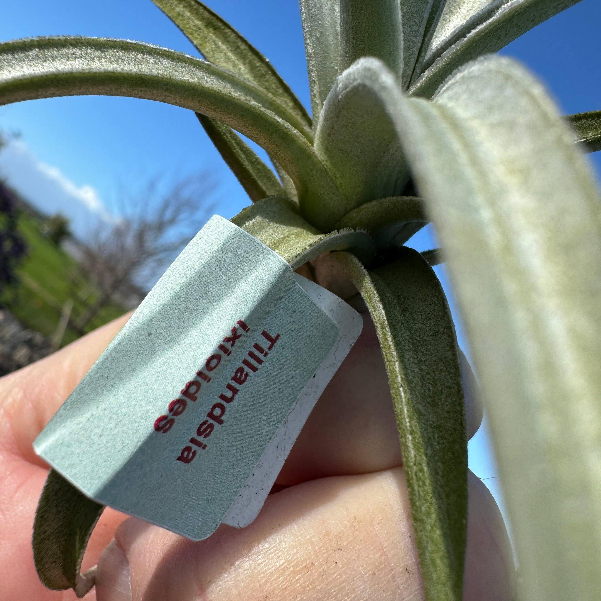 Tillandsia ixioides