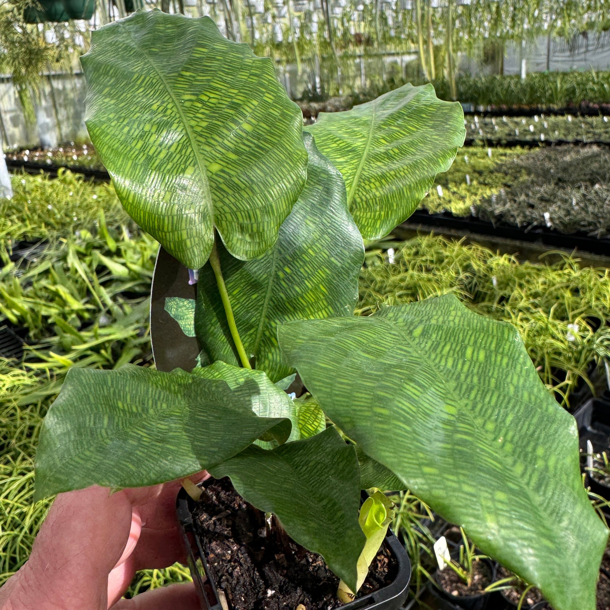 Calathea bella 'Network'