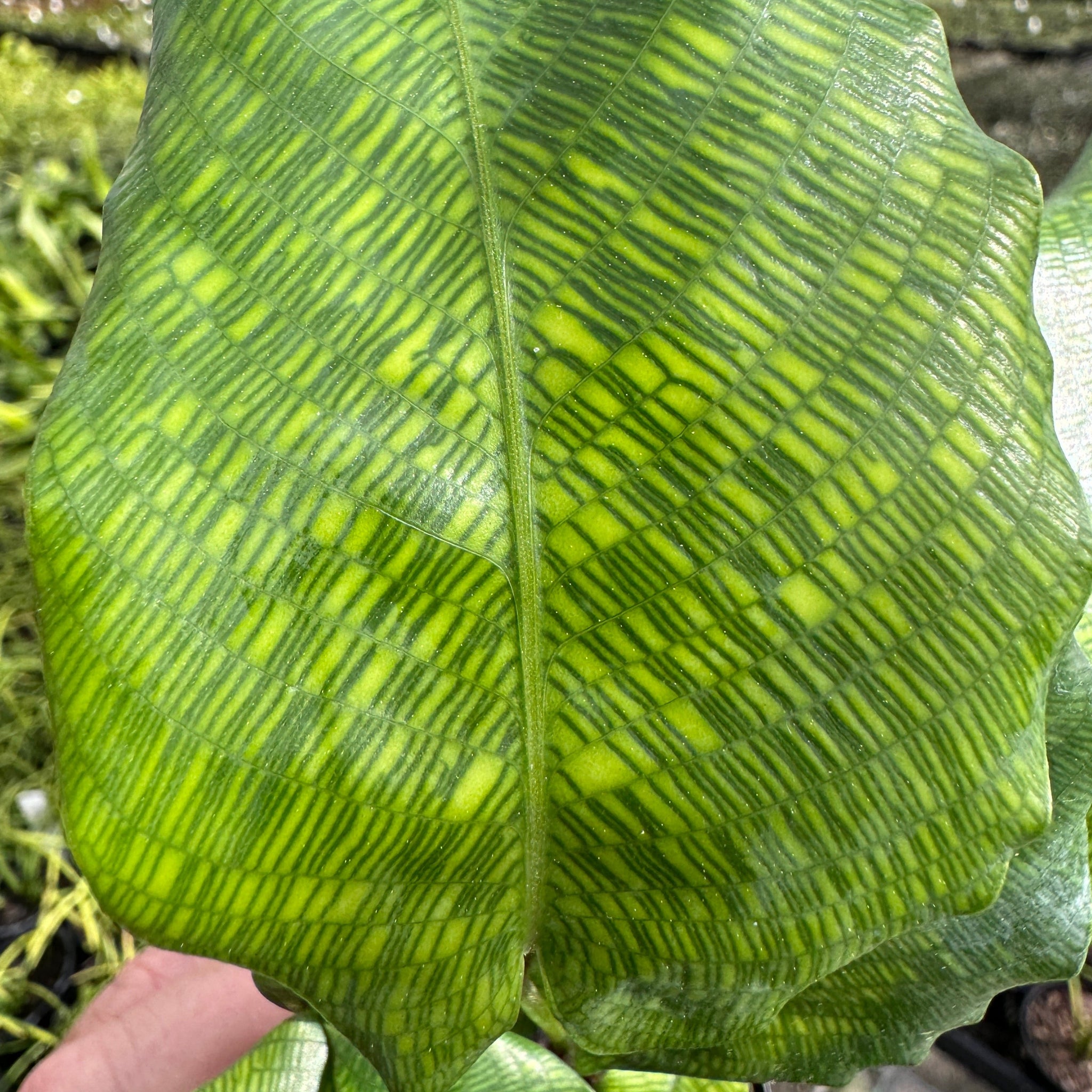 Calathea bella 'Network'