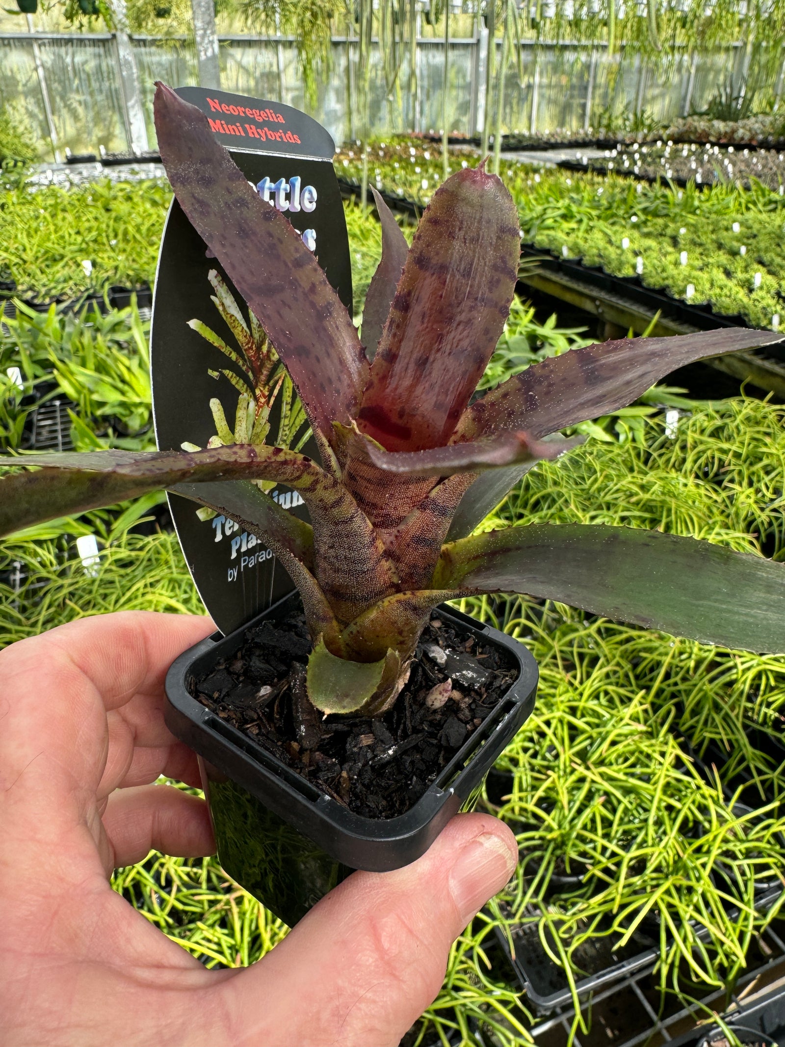 Bromeliad Tiny Tot Neoregelia hybrid Claret