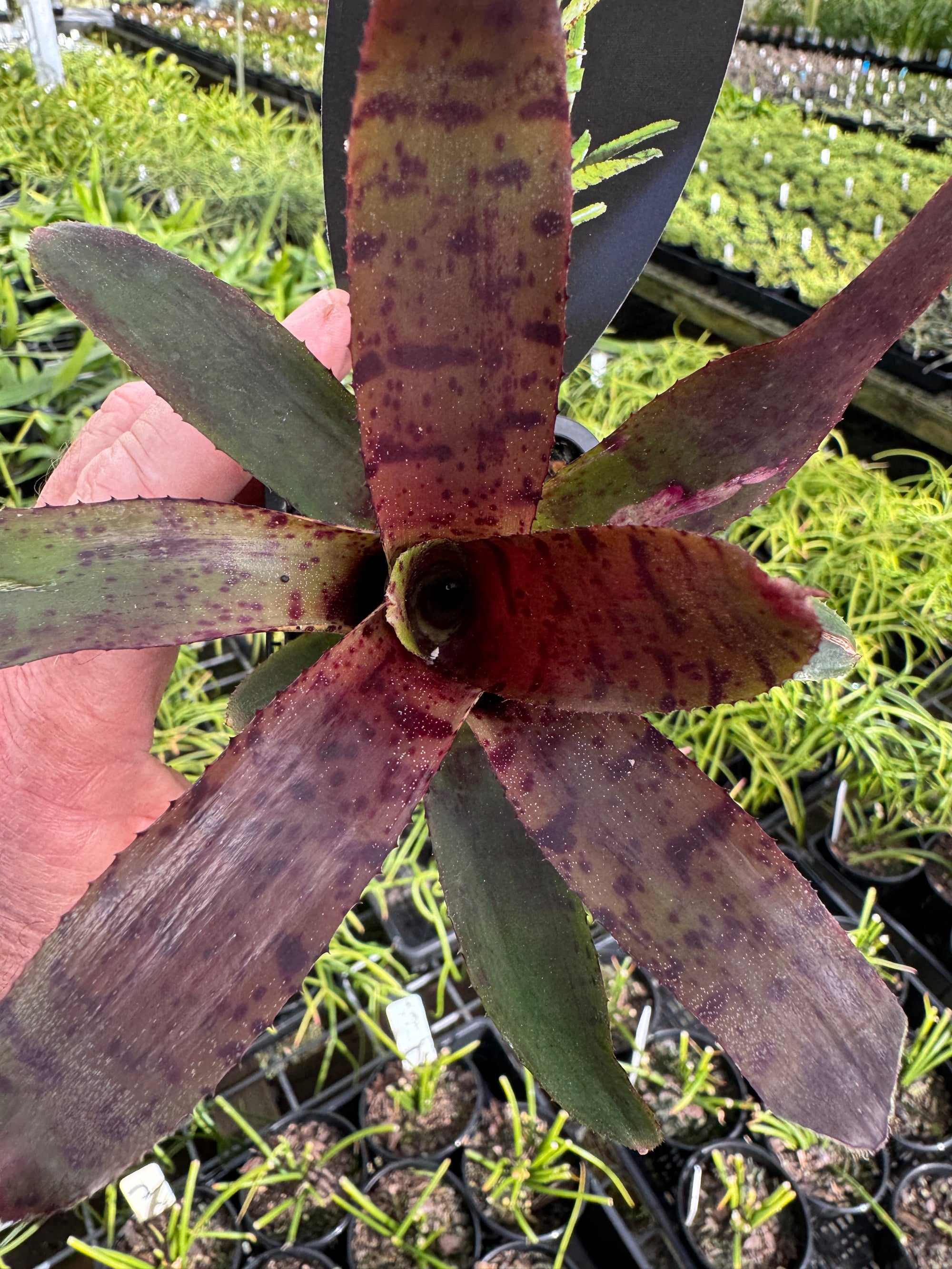 Bromeliad Tiny Tot Neoregelia Hybrid Claret